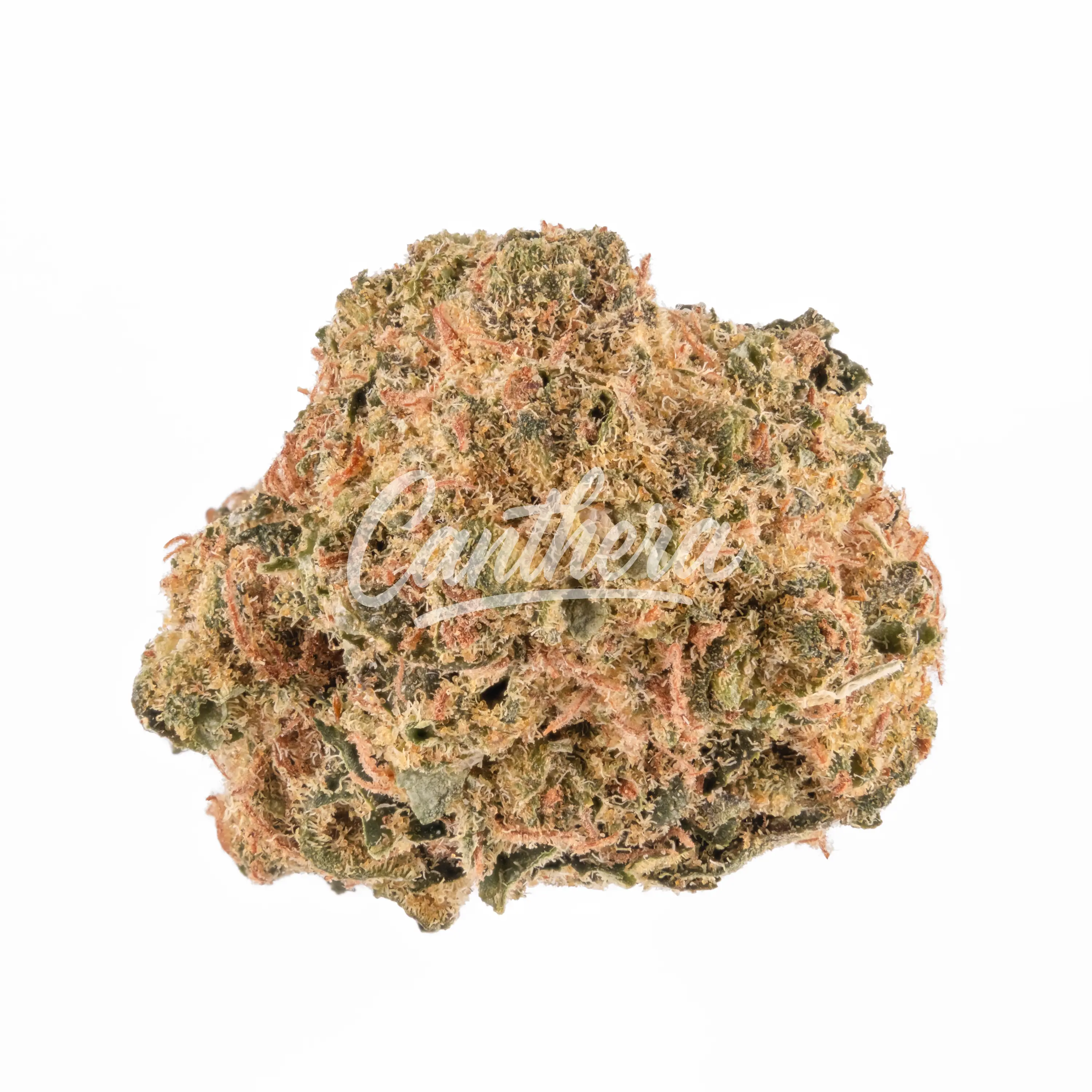 Demecan SC Low Drop Creamy Kees - Creamy Kee's No.5