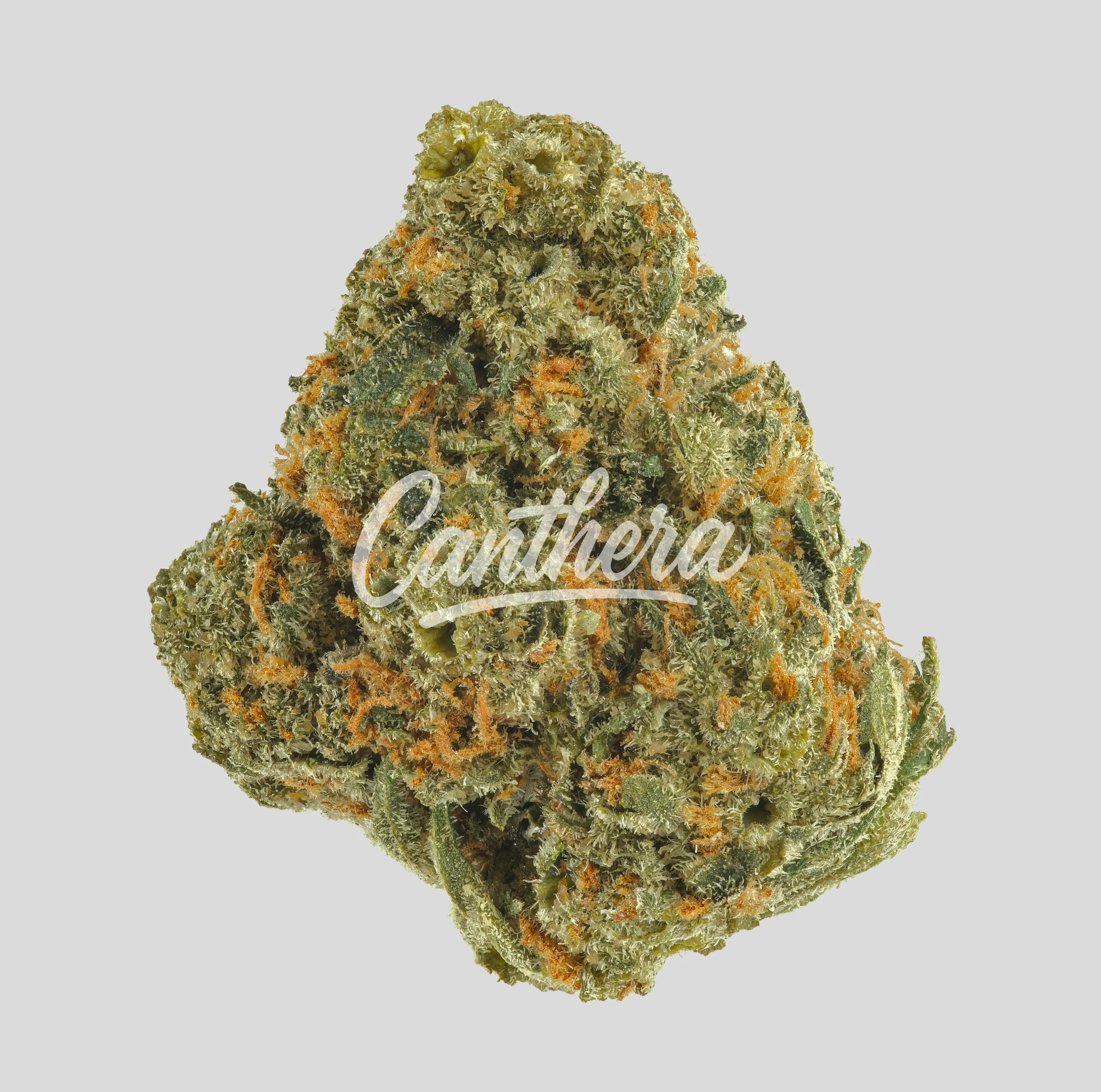 Huala 22/1 UK CIN - Cinderella Kush