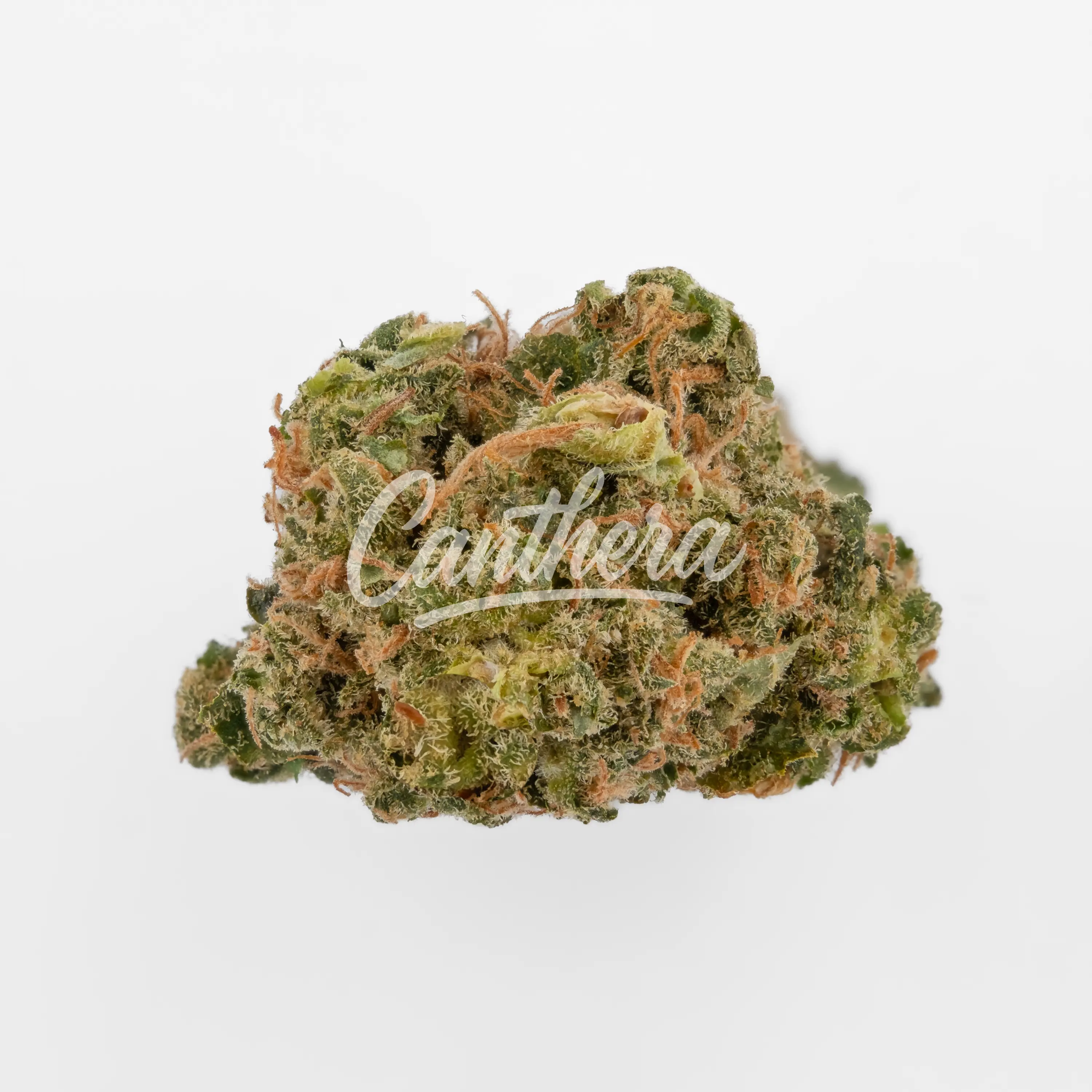 420 Sungrown 25/1 CA ZRP - Zour Apple Nahaufnahme einer medizinischen Cannabisblüte