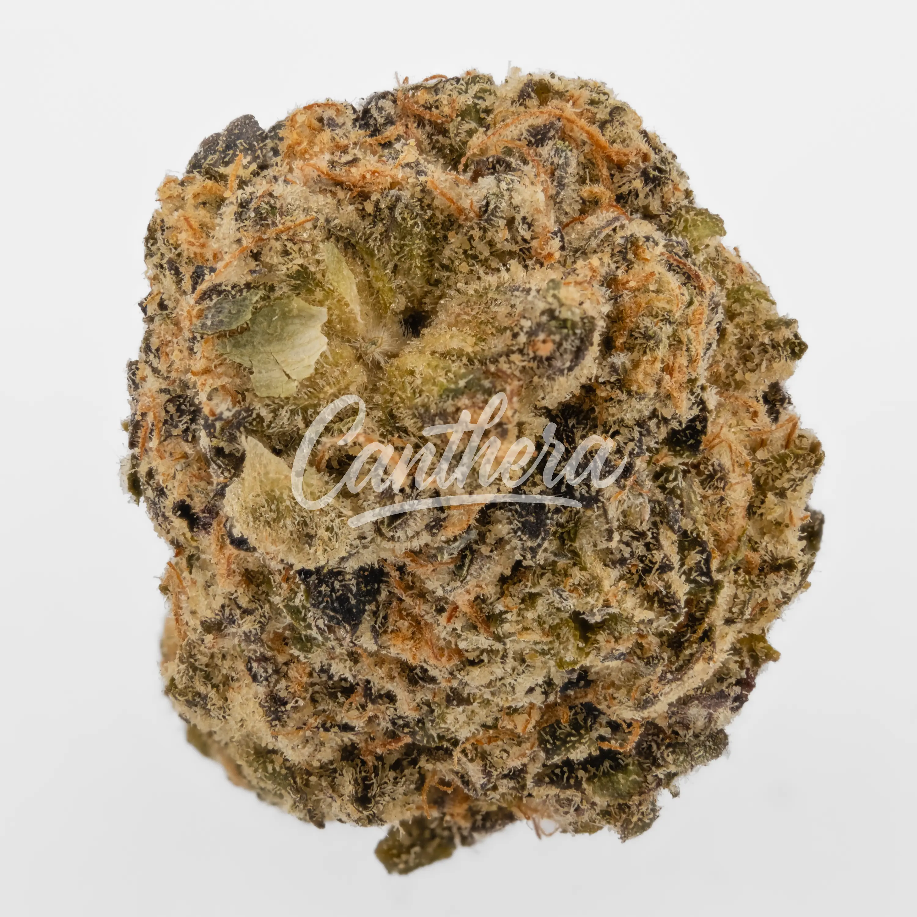 Green Karat RO 30/1 - Runtz OG Nahaufnahme einer medizinischen Cannabisblüte