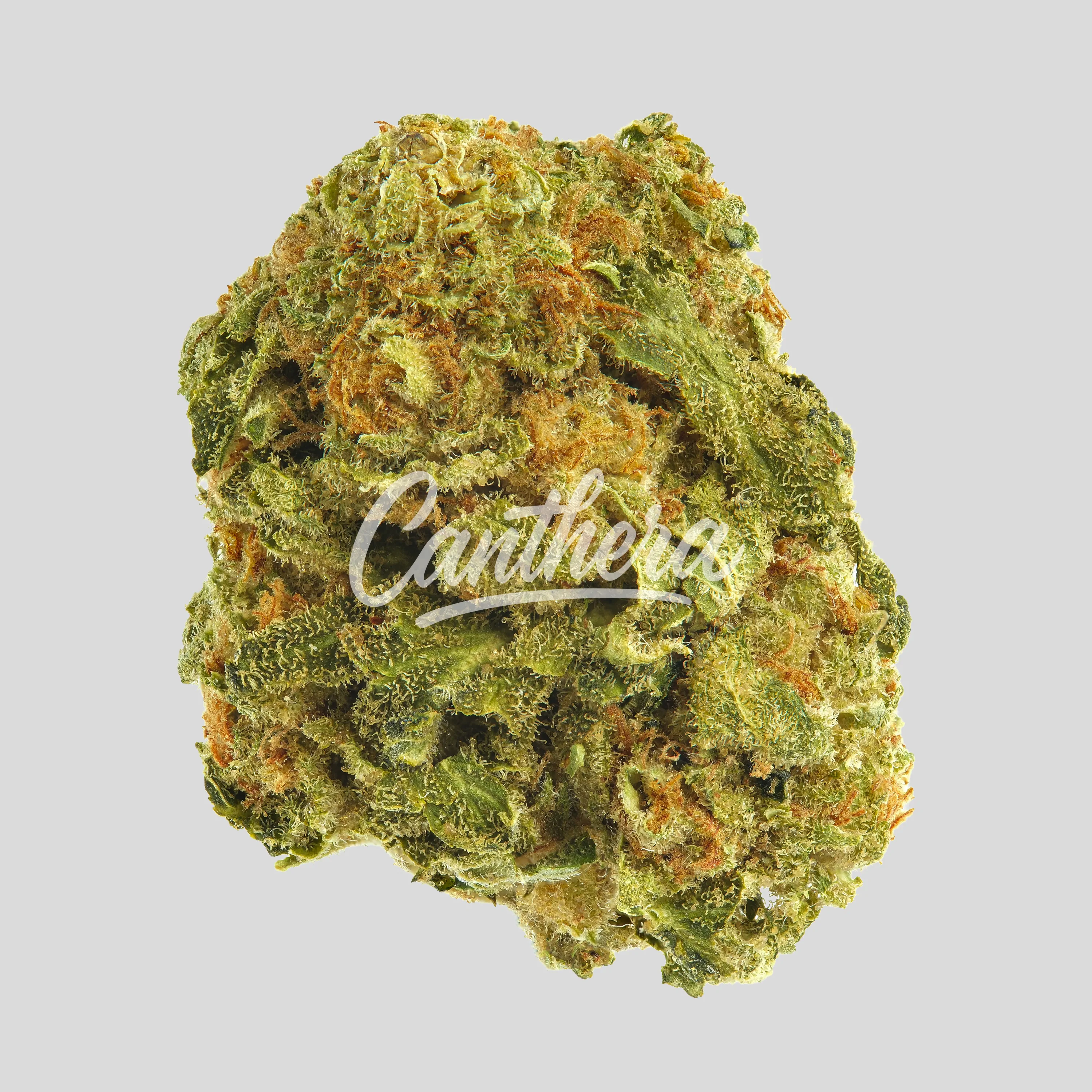 Mediprocan Lunaris 23/1 - Lava Cake