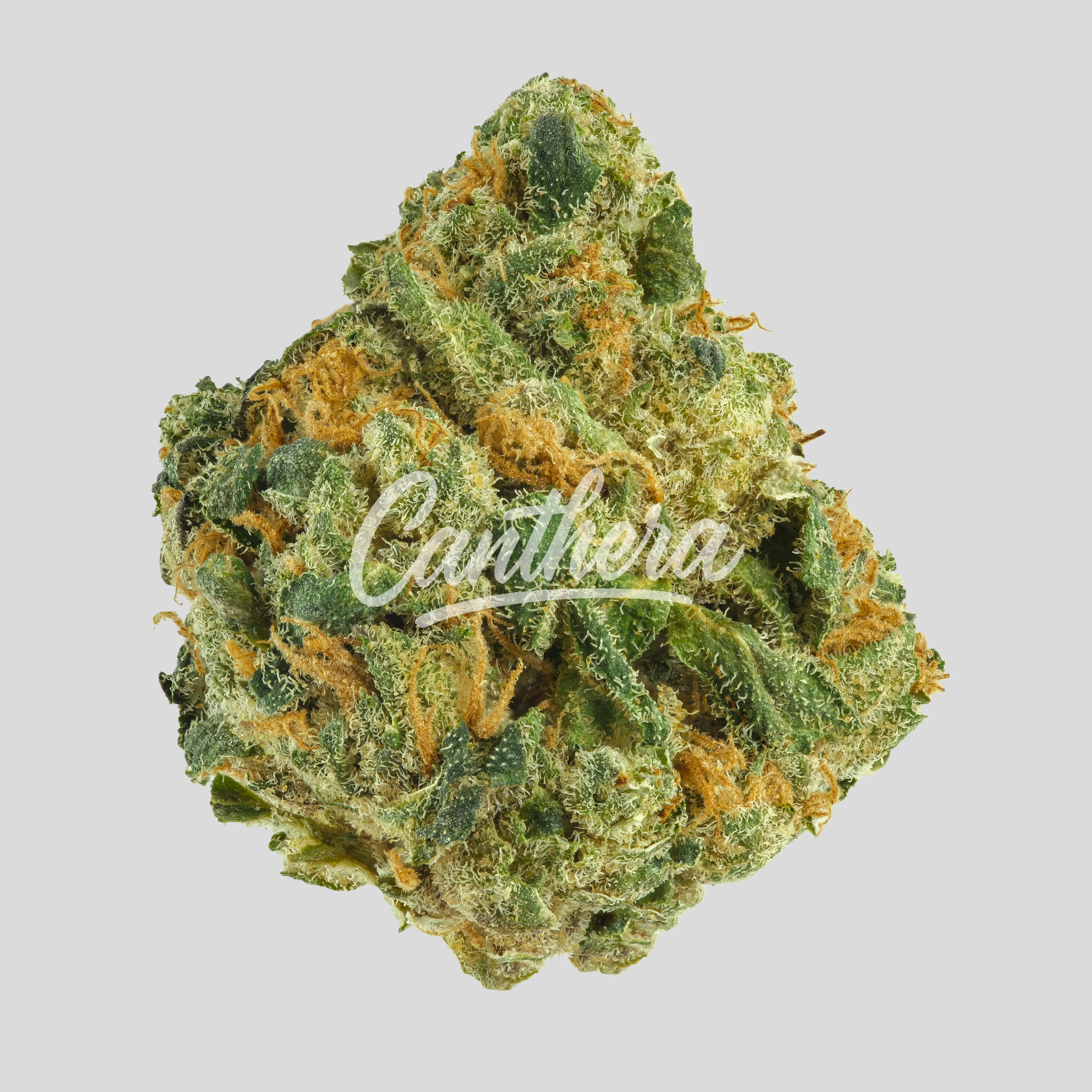 Huala 22/1 CA - WOT - Whiteout Huala 22/1 CA - WOT - Whiteout