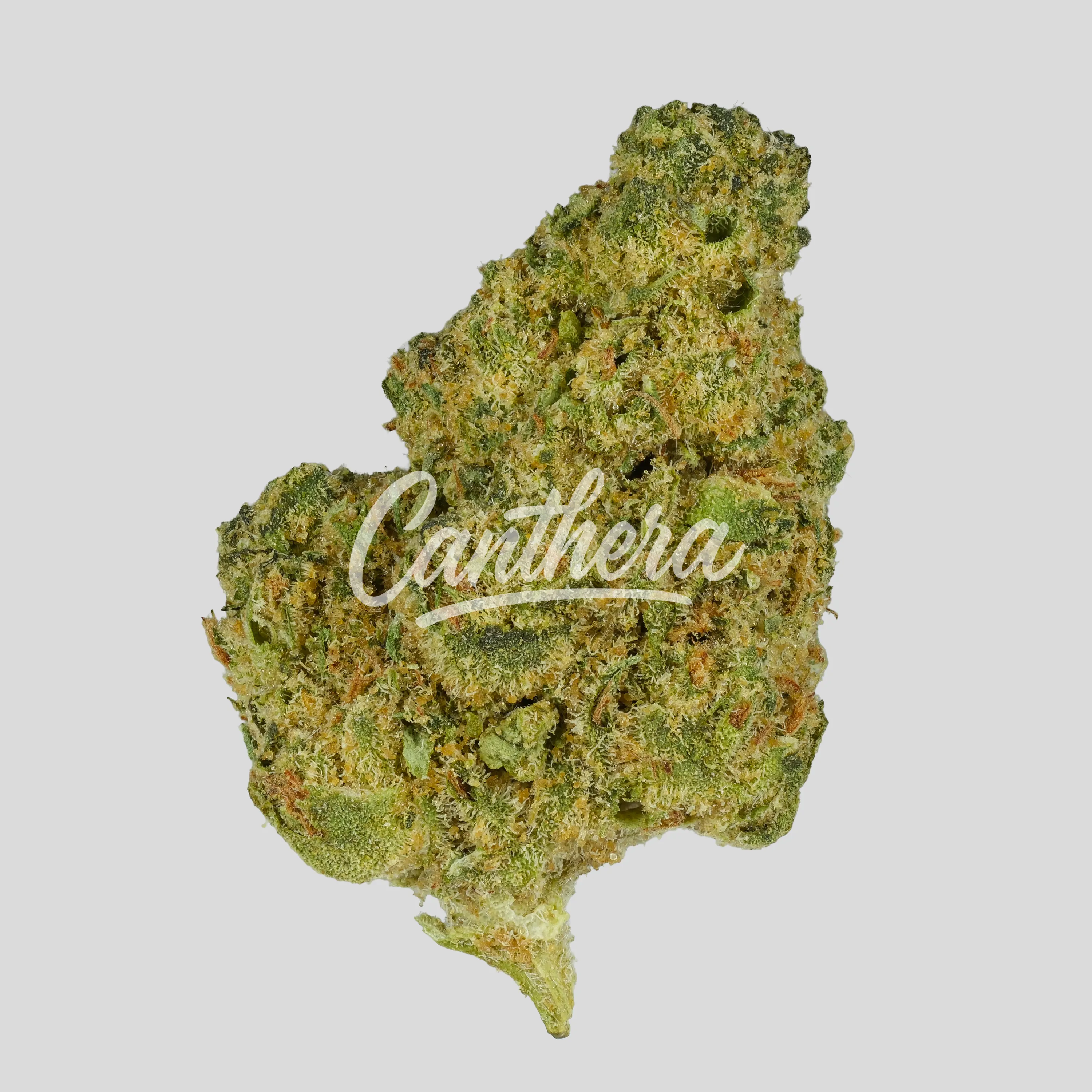 REMEXIAN 30/1 TWE MAN - Minty Animal