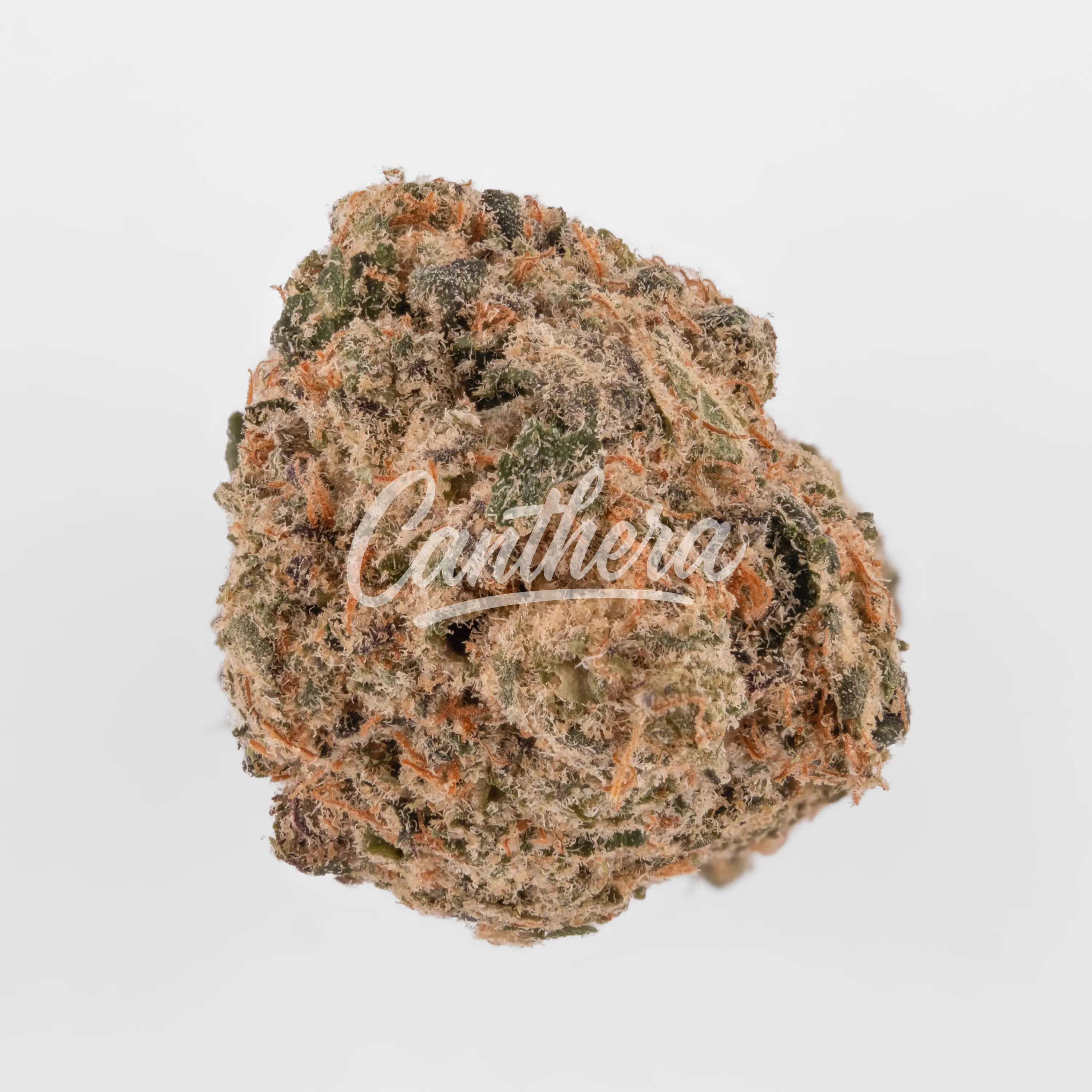 avaay Signature 25/1 HYP - Hyperion Nahaufnahme einer medizinischen Cannabisblüte