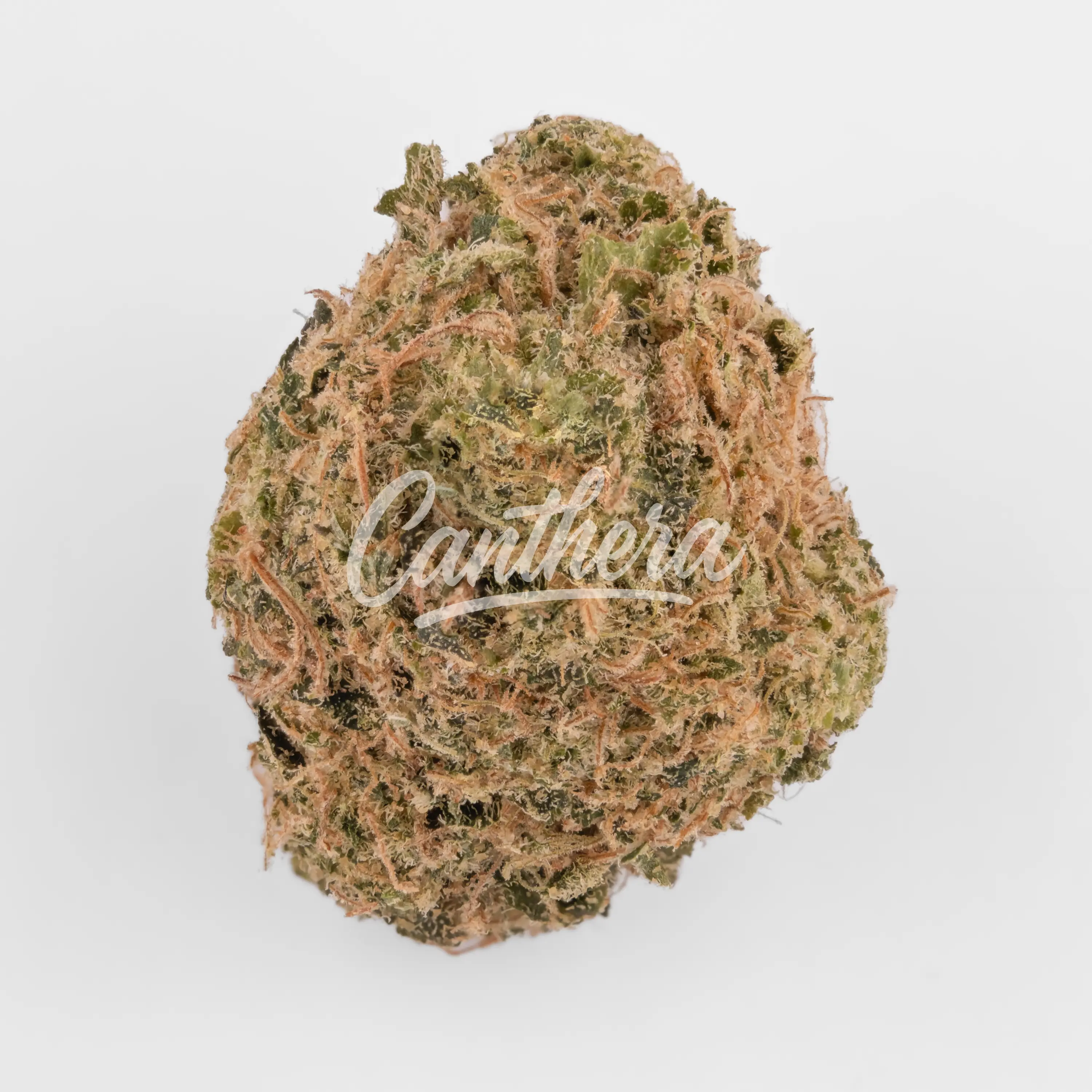 Nahaufnahme einer medizinischen Cannabisblüte