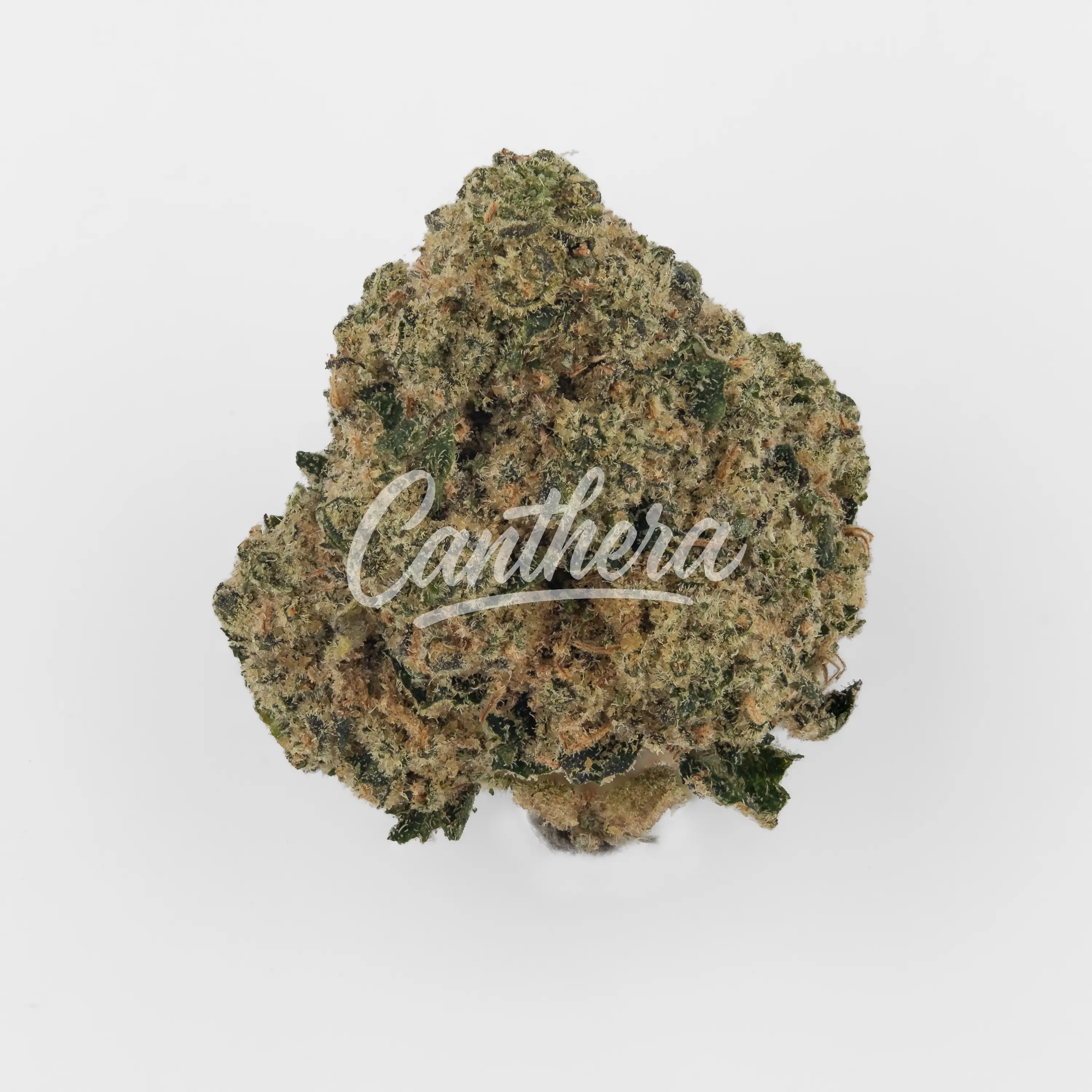 Pedanios 29/1 SRD CA - Sourdough Nahaufnahme einer medizinischen Cannabisblüte