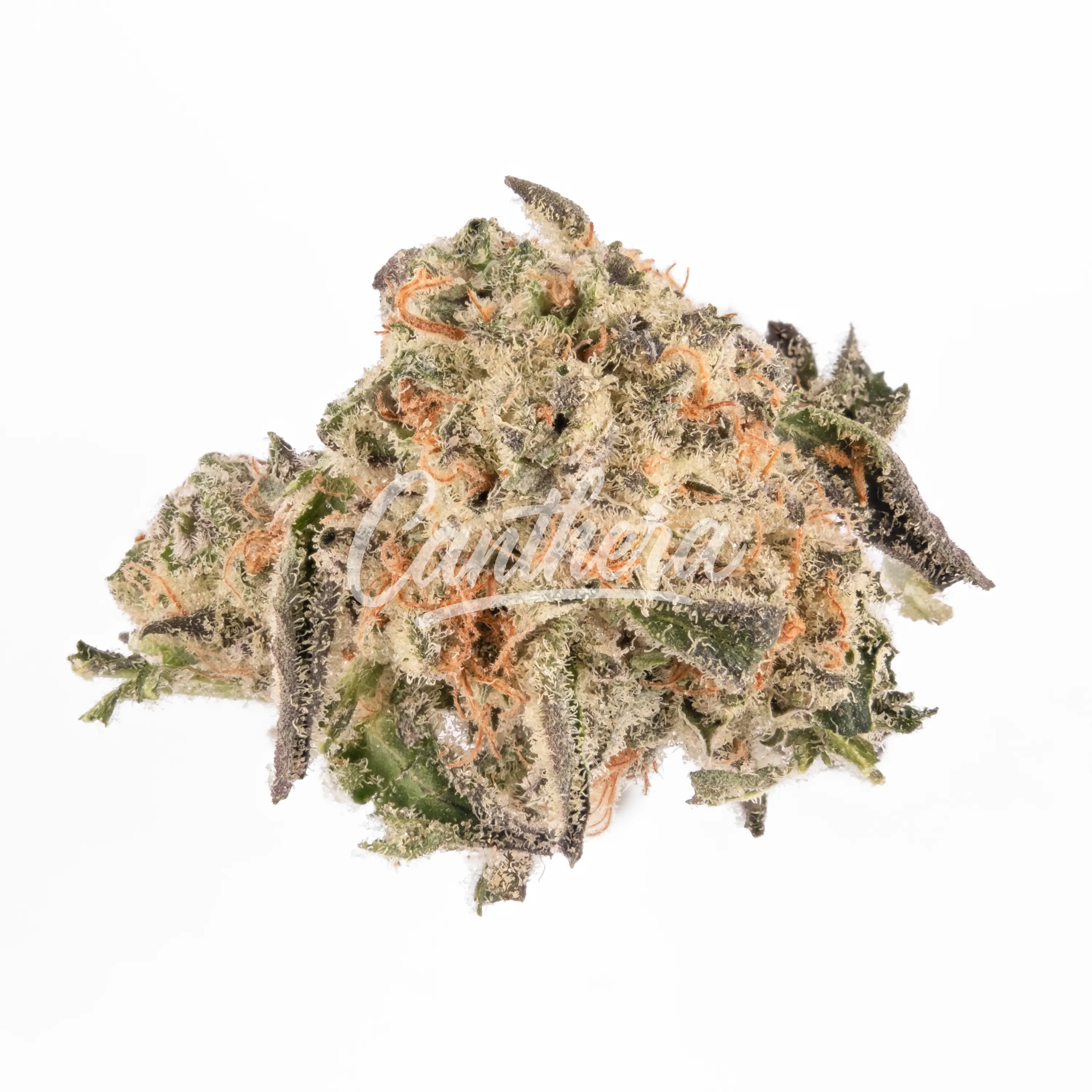 ENUA 30/1SLC CA Slurricane ENUA 30/1SLC CA Slurricane