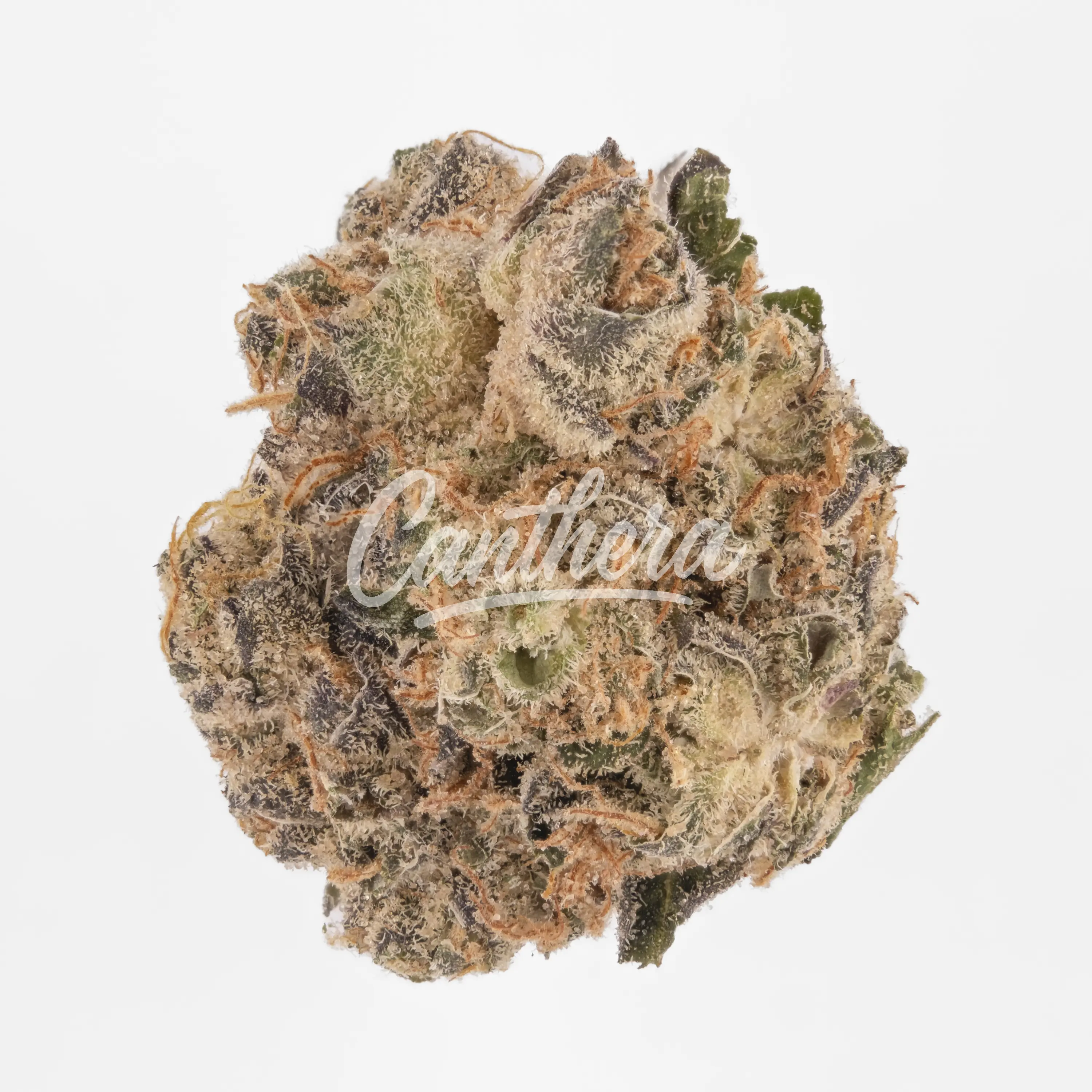 Nahaufnahme einer medizinischen Cannabisblüte