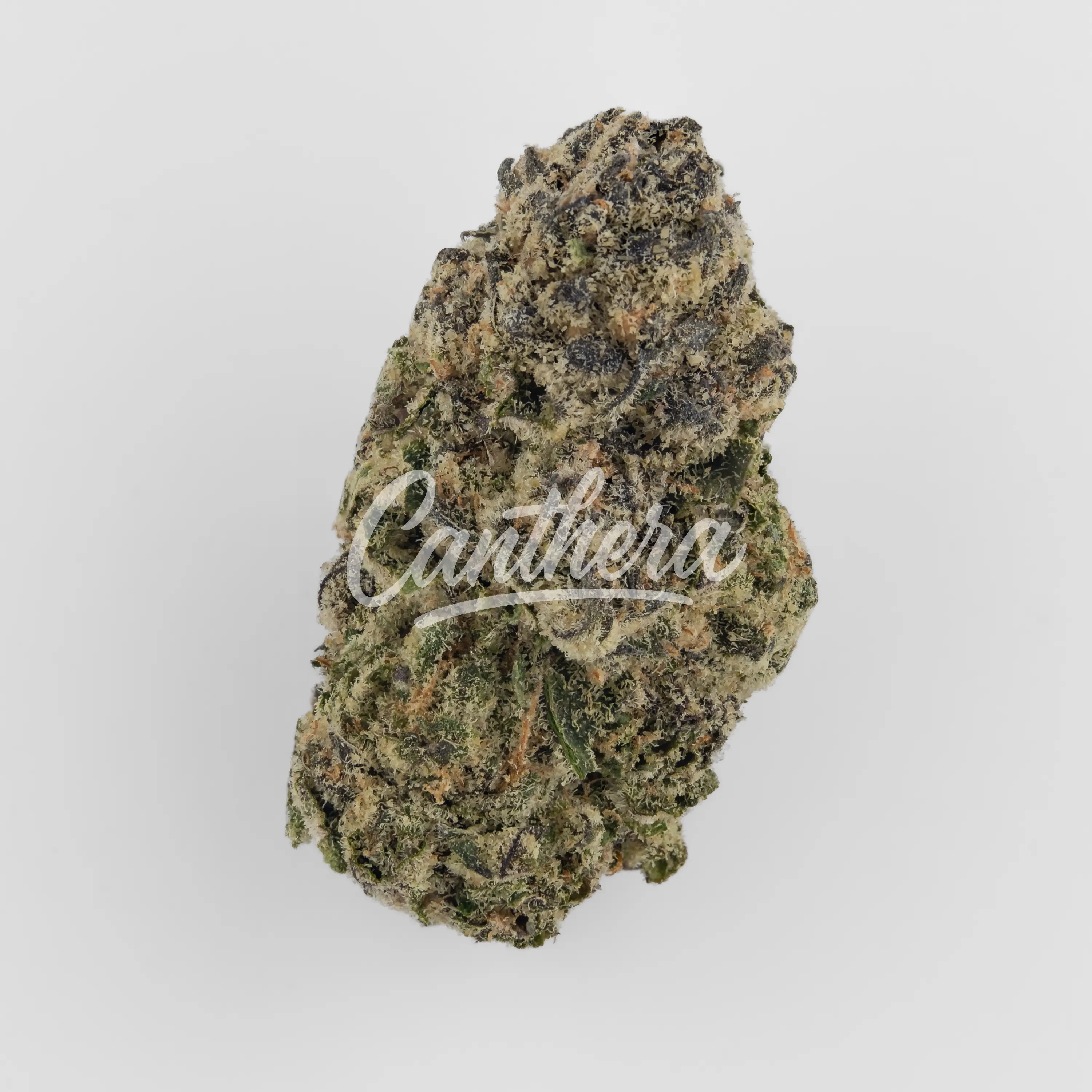 Nahaufnahme einer medizinischen Cannabisblüte