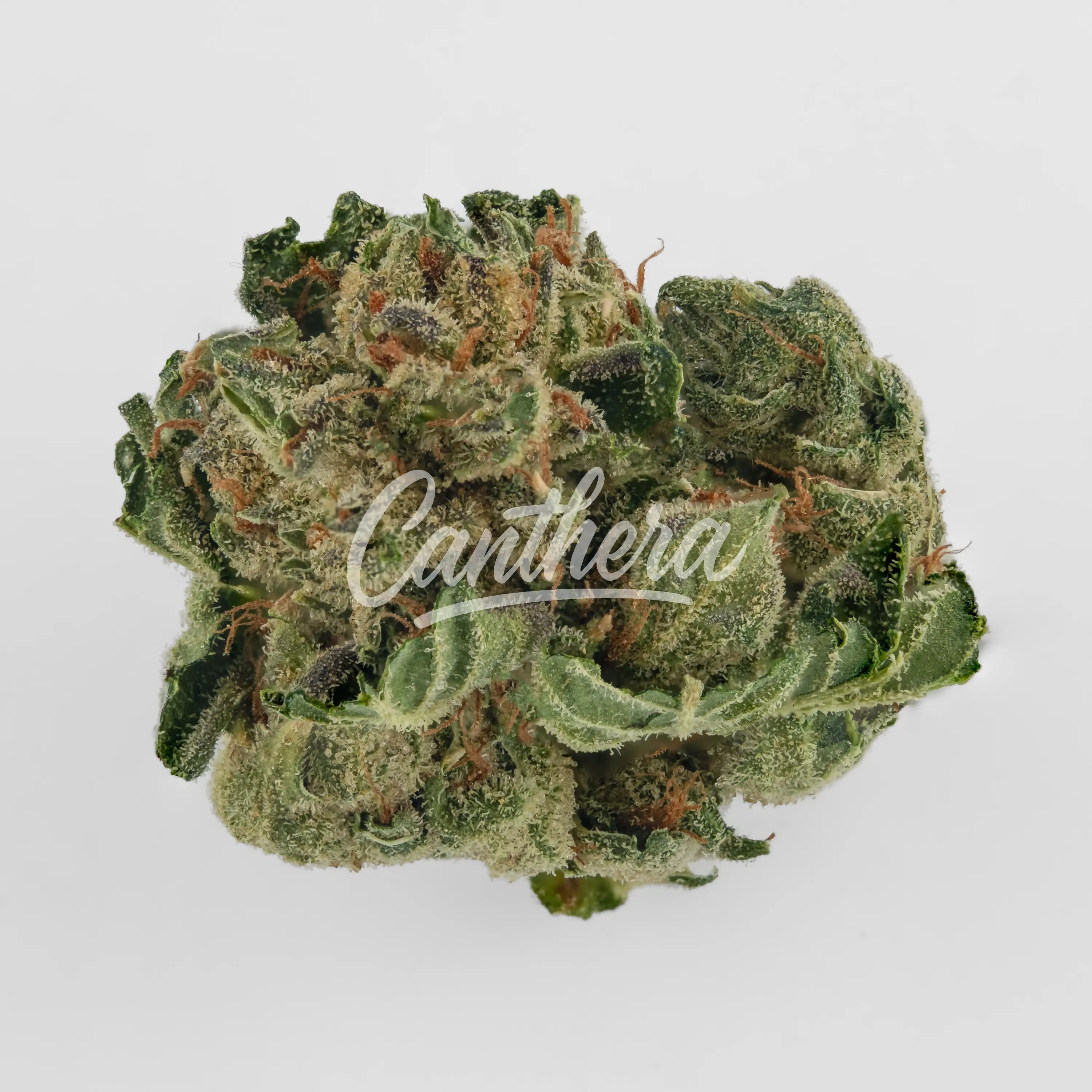 Navcora THC 18 Spotlight Porto - Sirius Nahaufnahme einer medizinischen Cannabisblüte