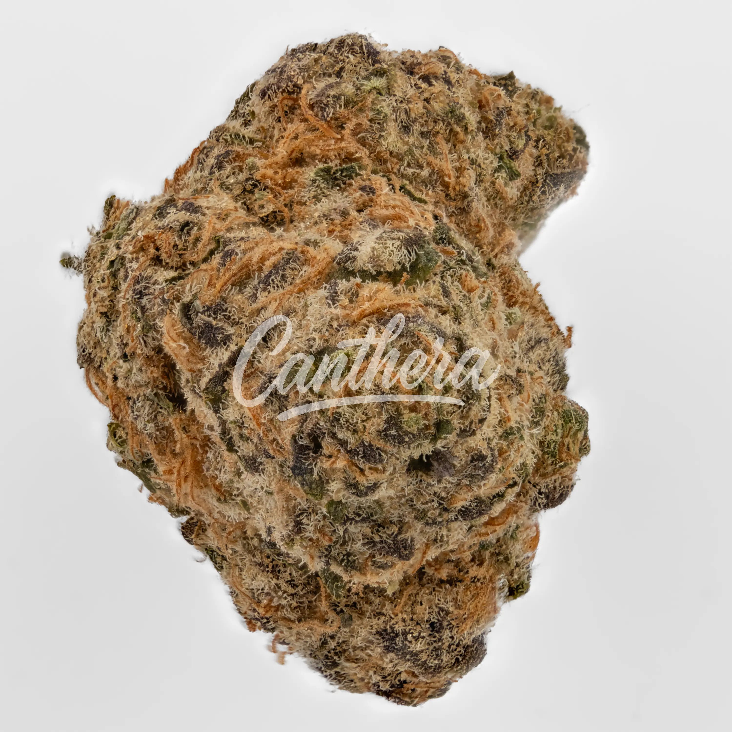 Remexian 30/1 FLJ - Flap Jacks Nahaufnahme einer medizinischen Cannabisblüte