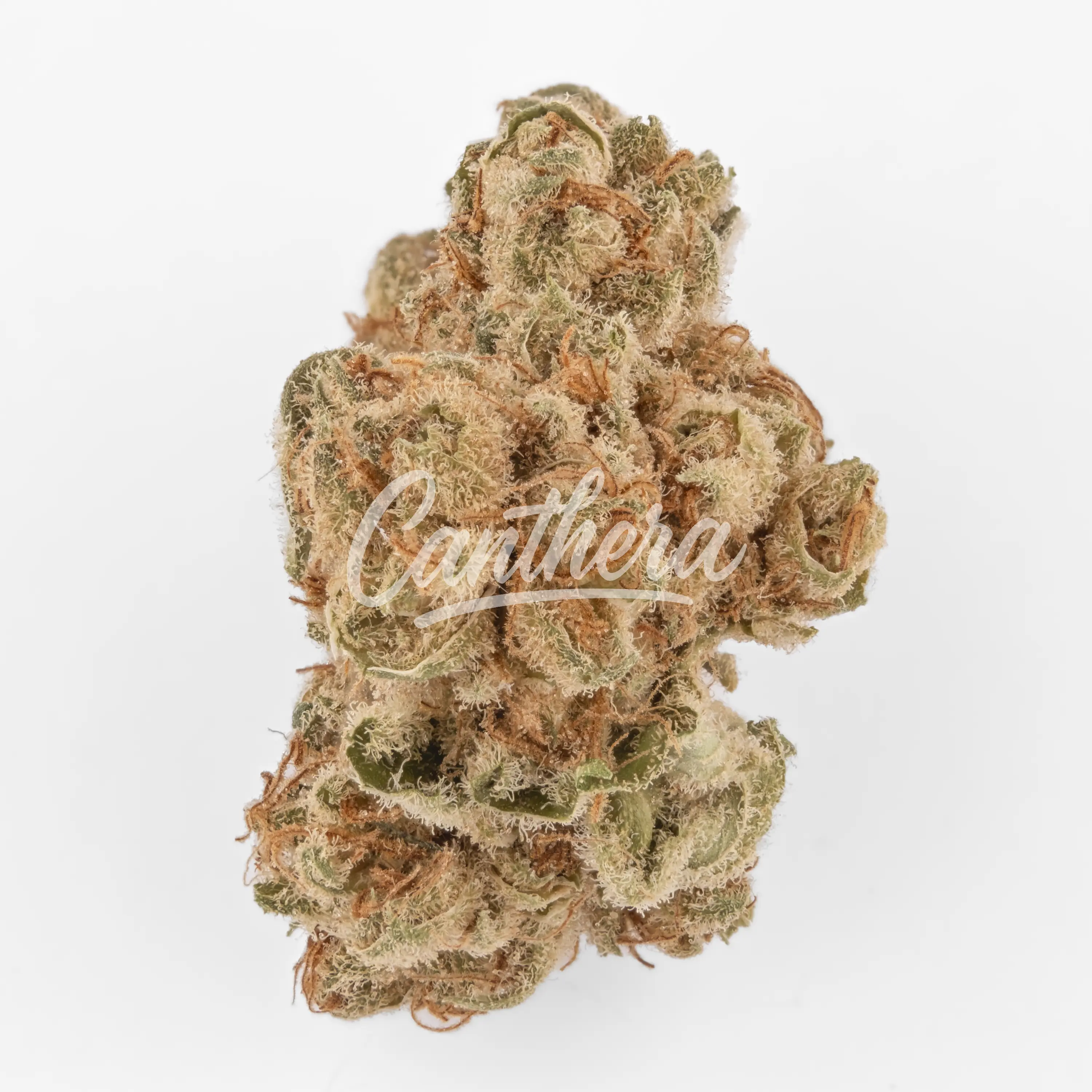 Nahaufnahme einer medizinischen Cannabisblüte