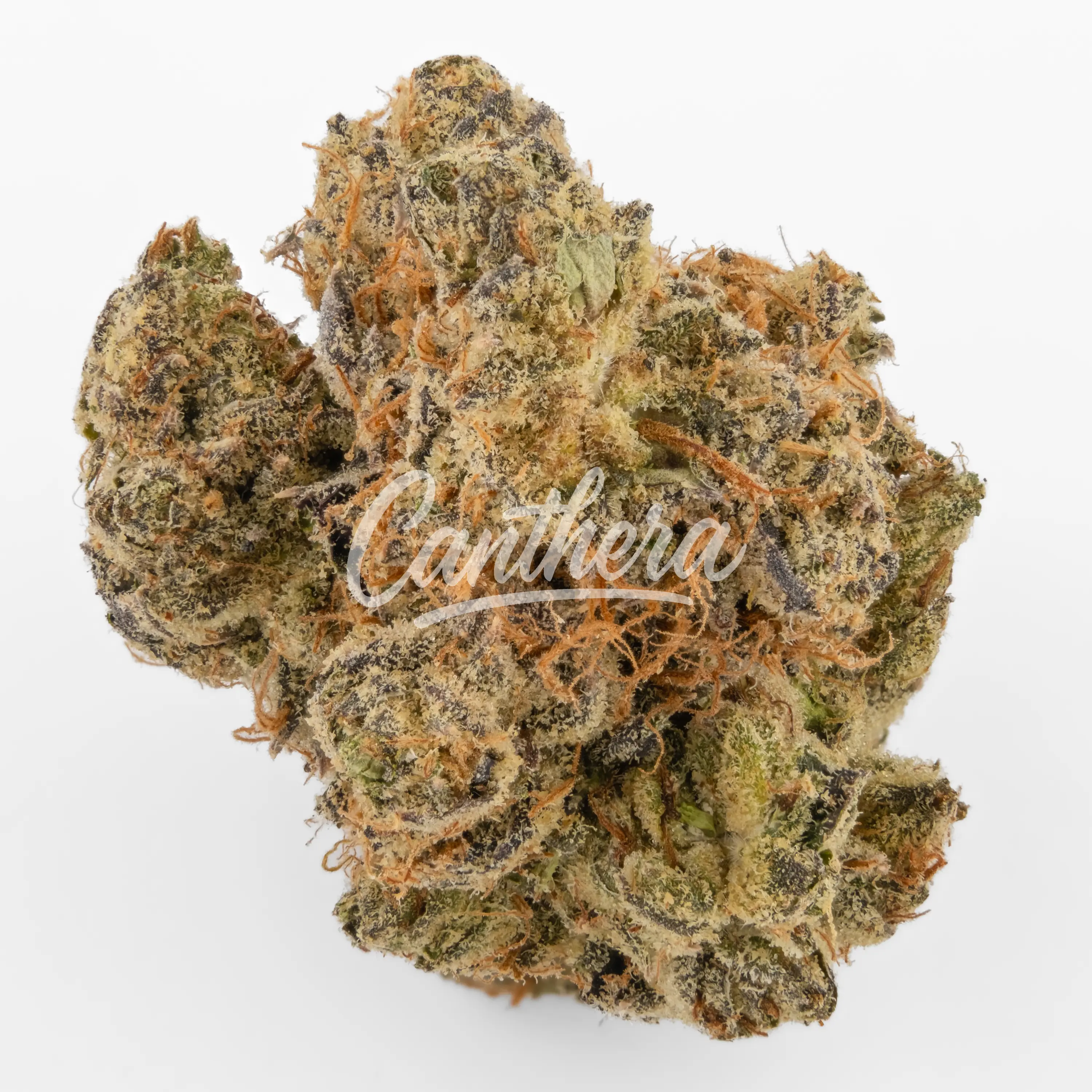 Remexian 21/1 ISL - Animal Face Nahaufnahme einer medizinischen Cannabisblüte