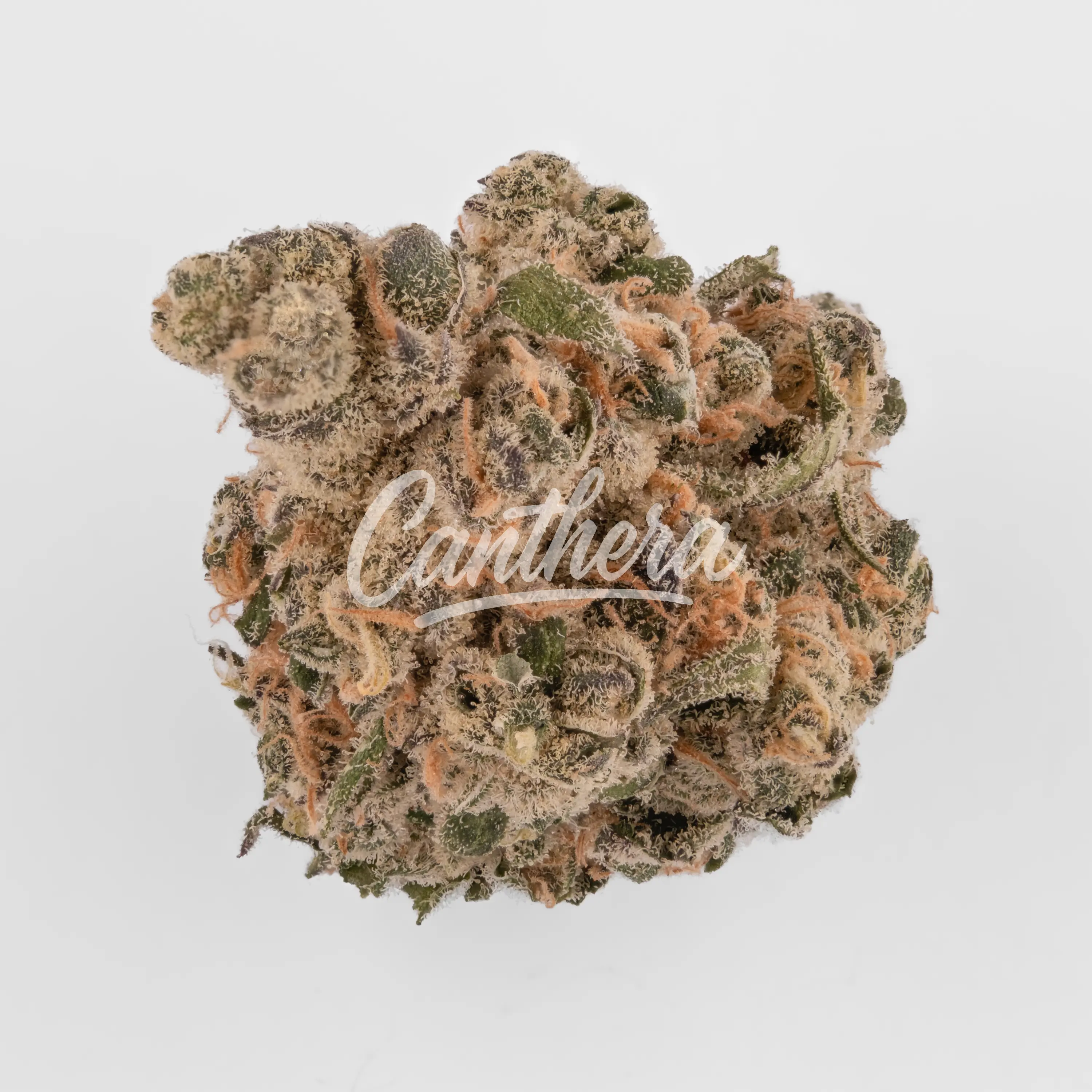 Northbound 25/1 GAB - Garlic Breath