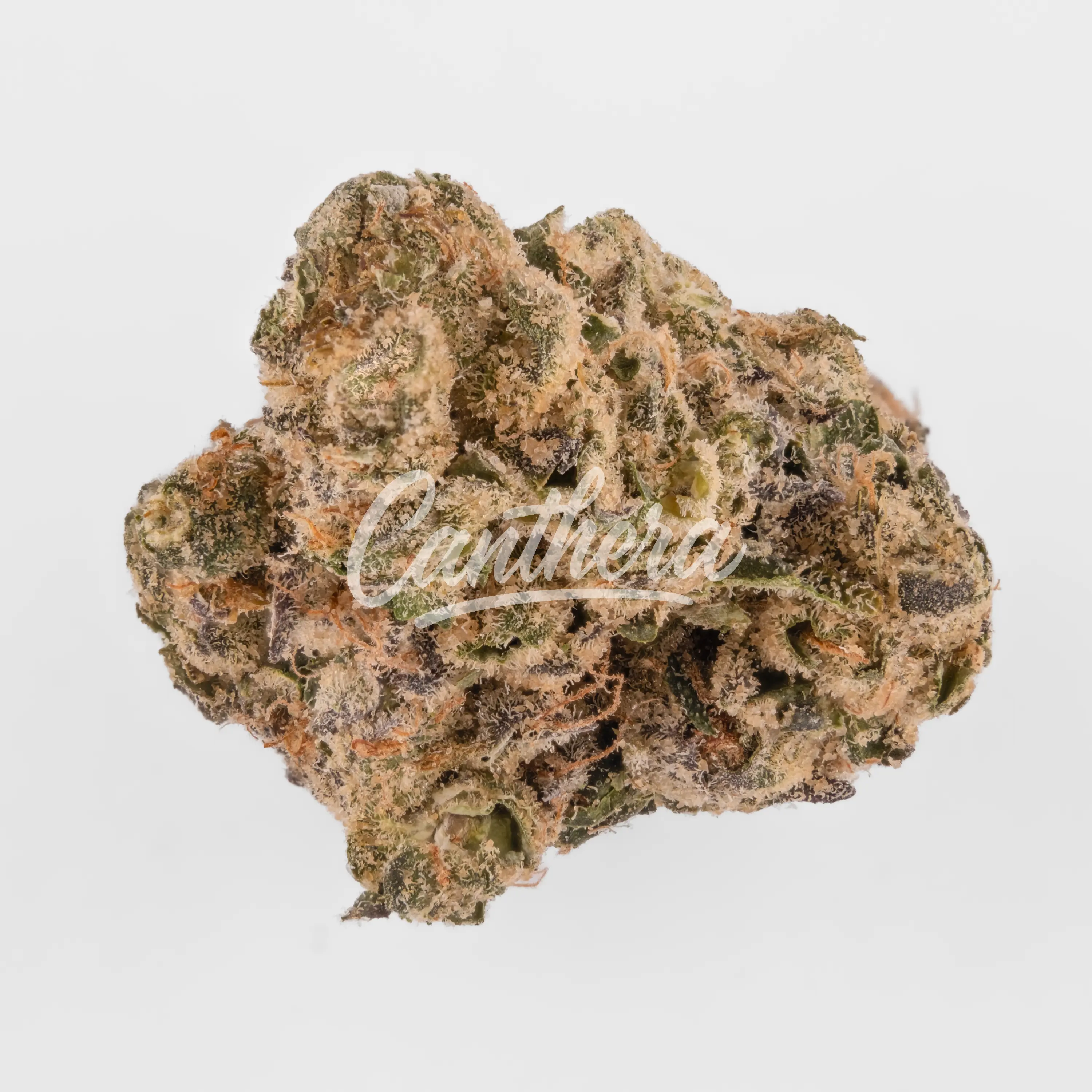 Remexian 30/1 GJY FLV - Flawless Victory Nahaufnahme einer medizinischen Cannabisblüte