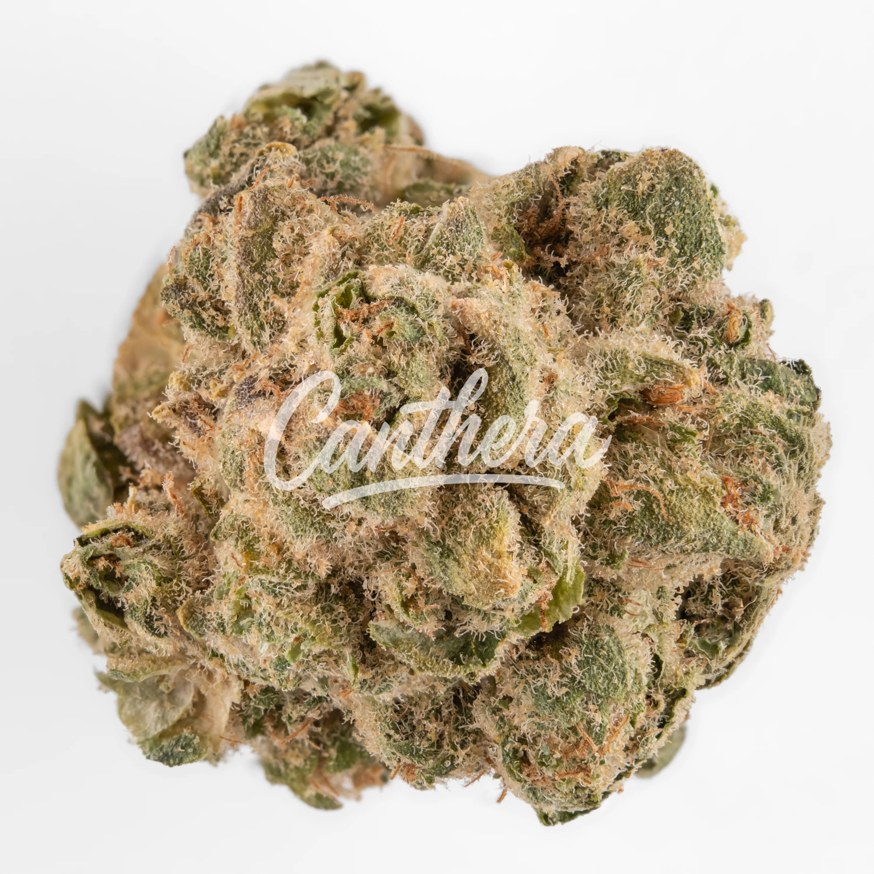 Origine Nature GG 21/1 Golden Gauth