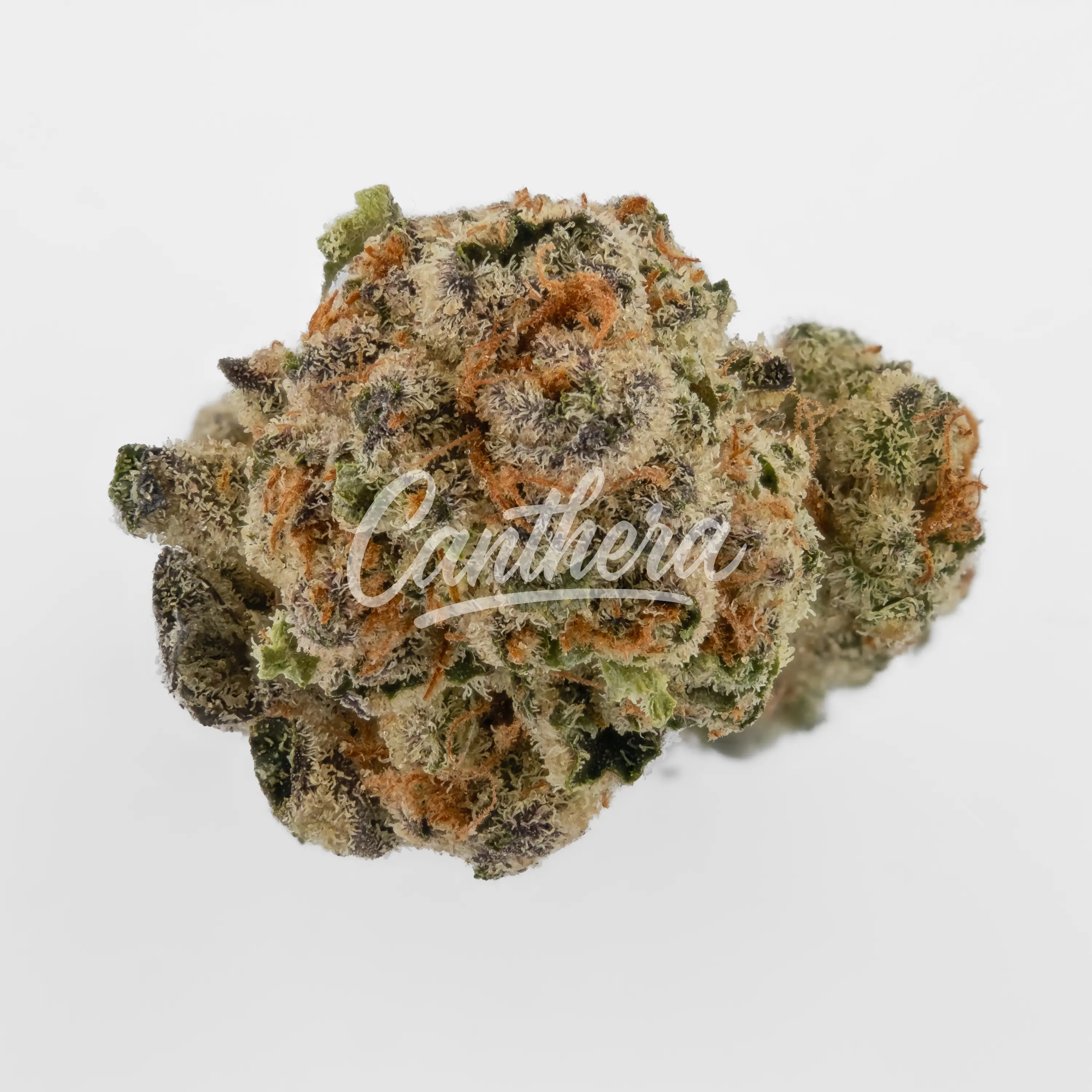 Cannamedical Indica classic ZAF Dank Wafers Nahaufnahme einer medizinischen Cannabisblüte