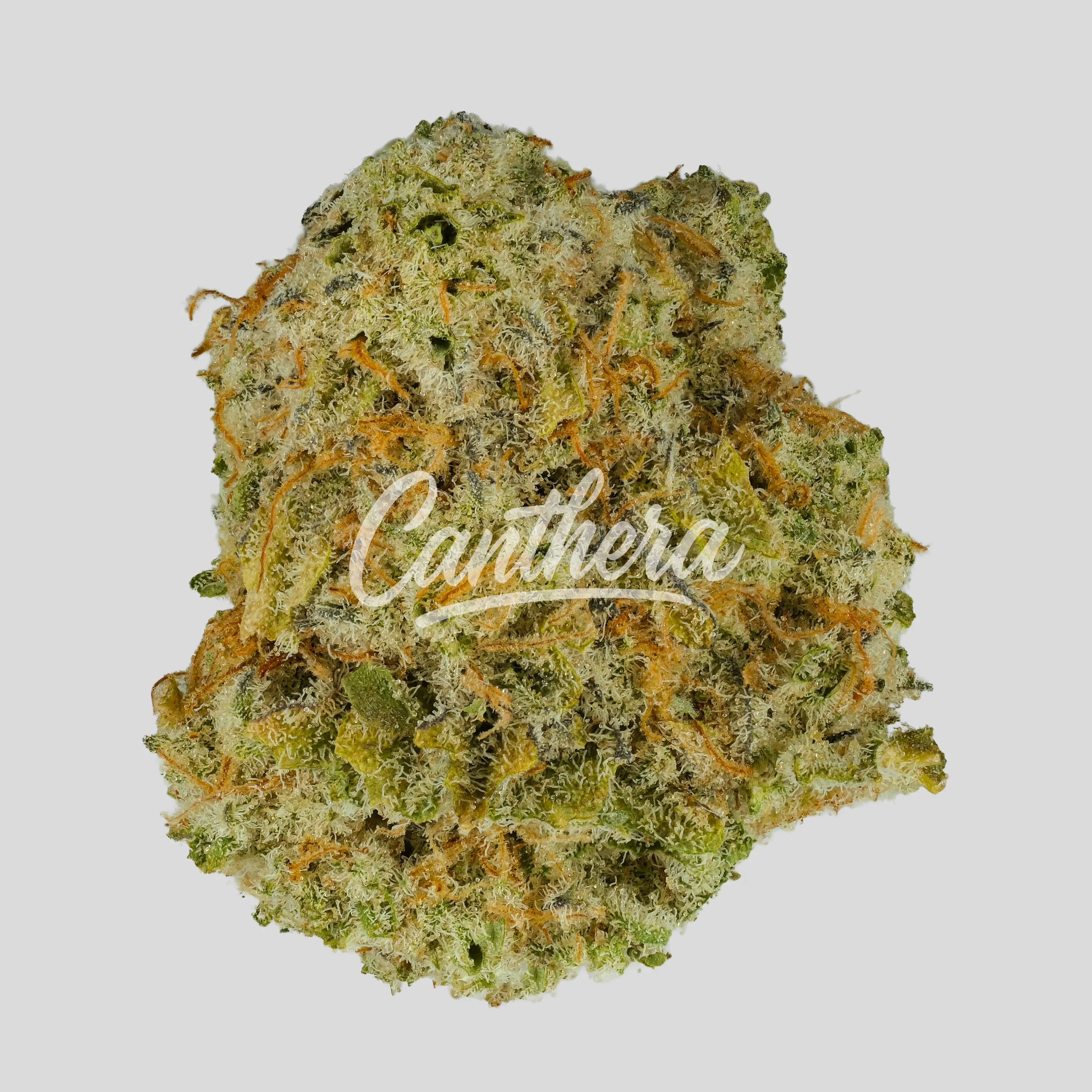 420 Evolution 25/1 CA MAC - MAC 1+