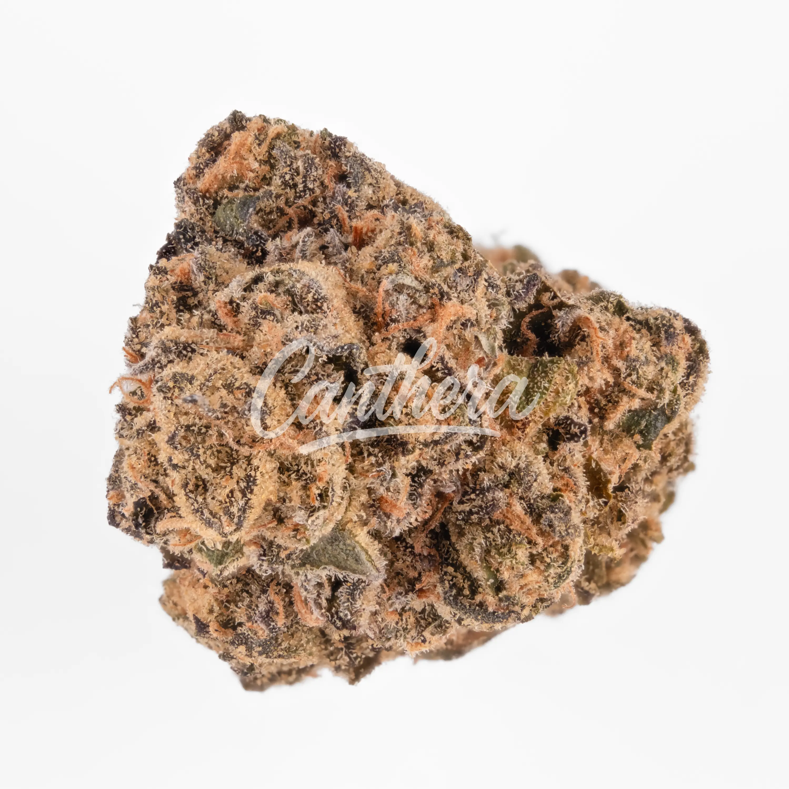 J.R. Strain GP 31/1 Gastro Pop J.R. Strain GP 31/1 Gastro Pop