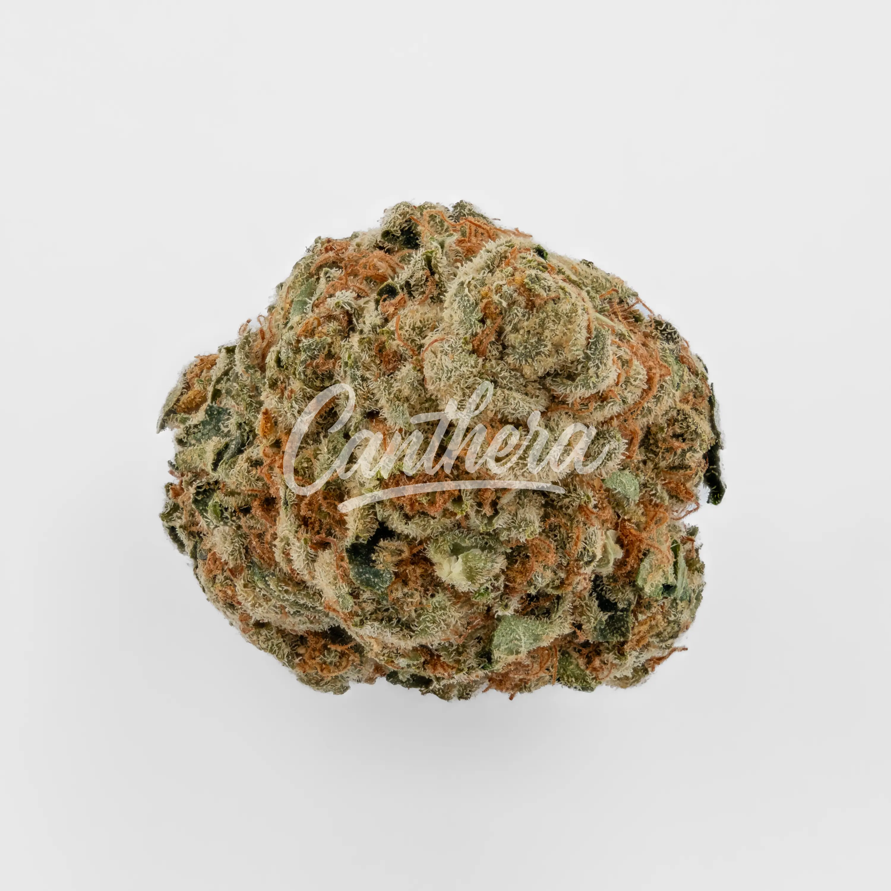 Cannamedical Sativa classic Au Tangie Chem Nahaufnahme einer medizinischen Cannabisblüte