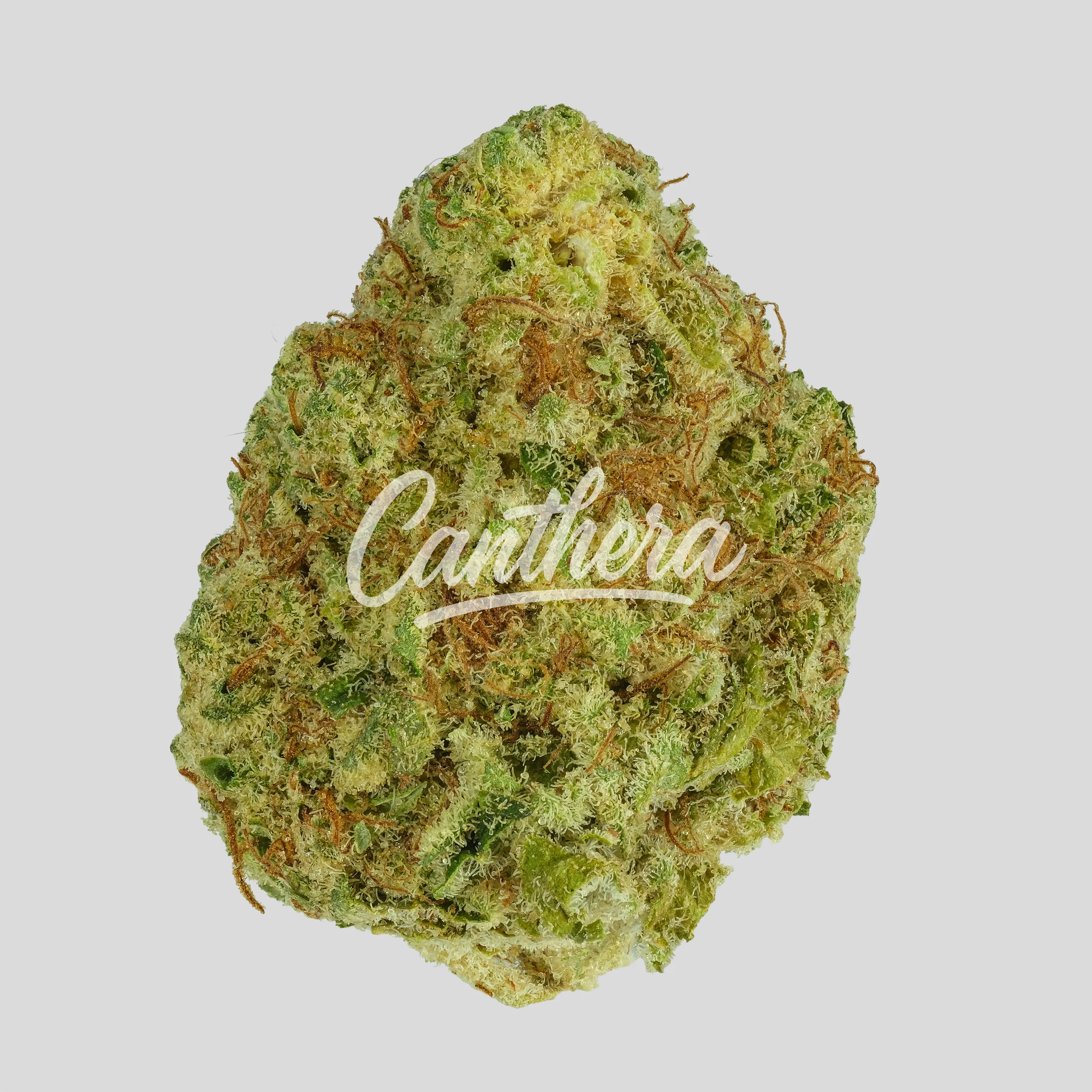 madrecan 21/1 MDR - MAC Driver madrecan 21/1 MDR - MAC Driver