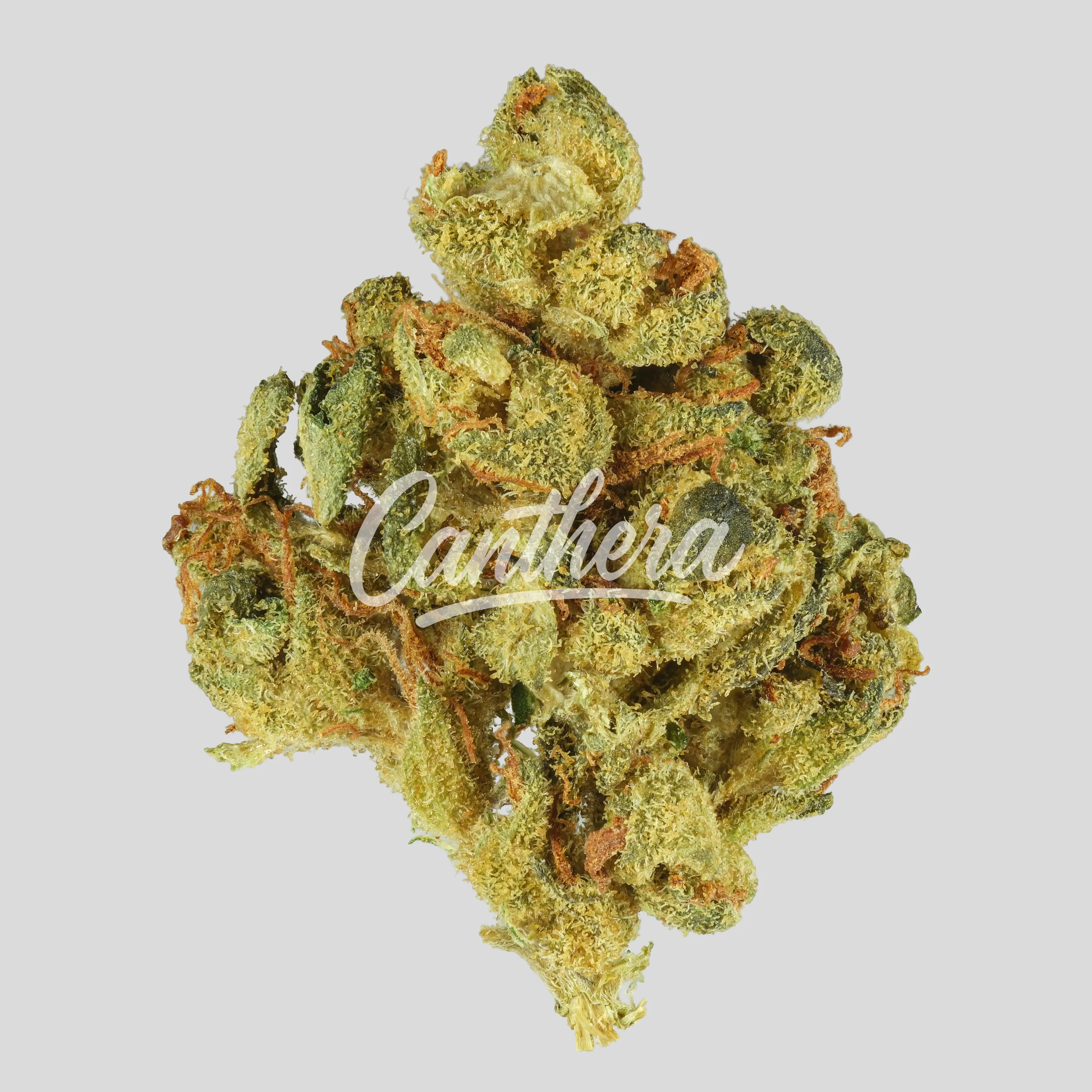 Cannamedical CM 24/1 - OG Kush Cannamedical CM 24/1 - OG Kush