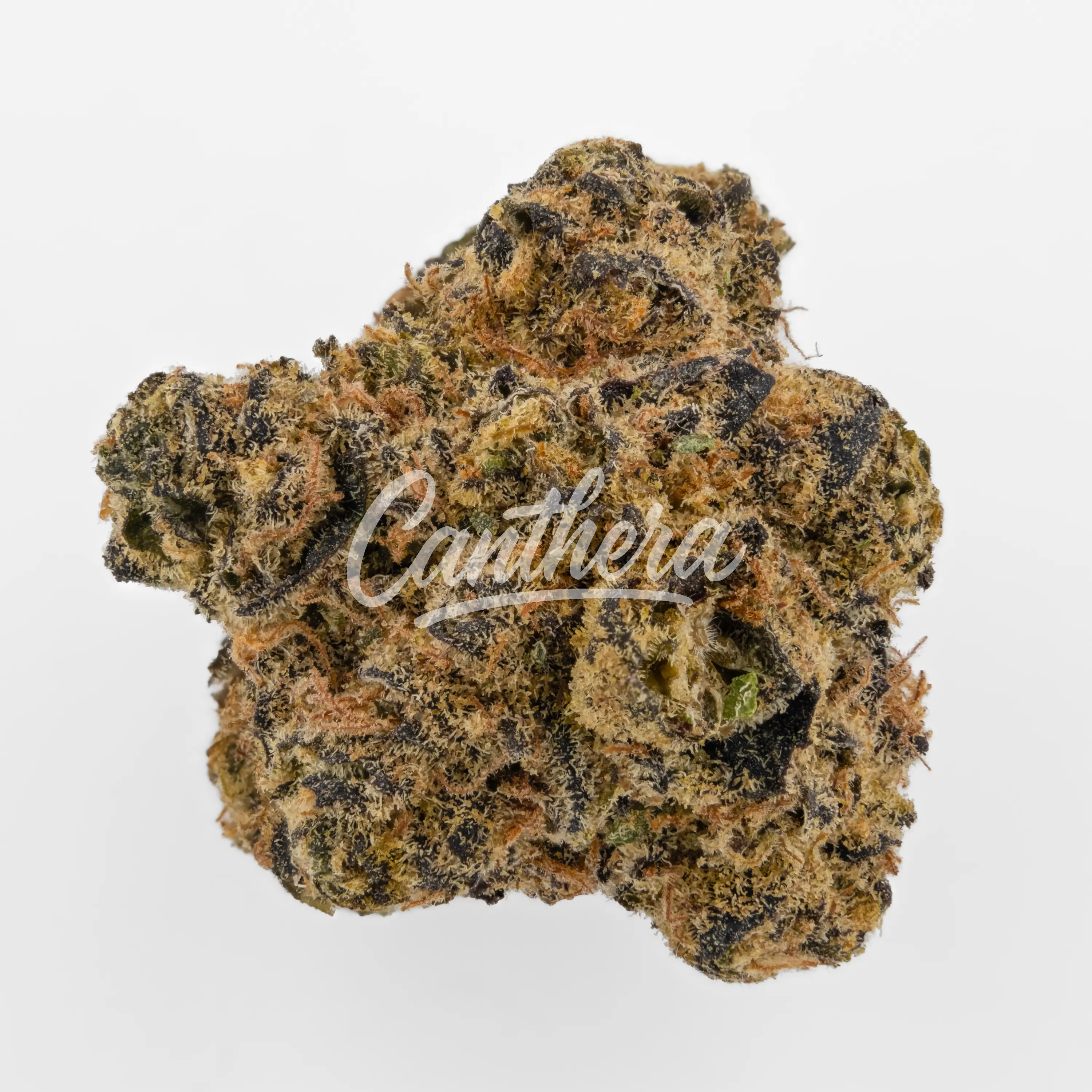 Nahaufnahme einer medizinischen Cannabisblüte