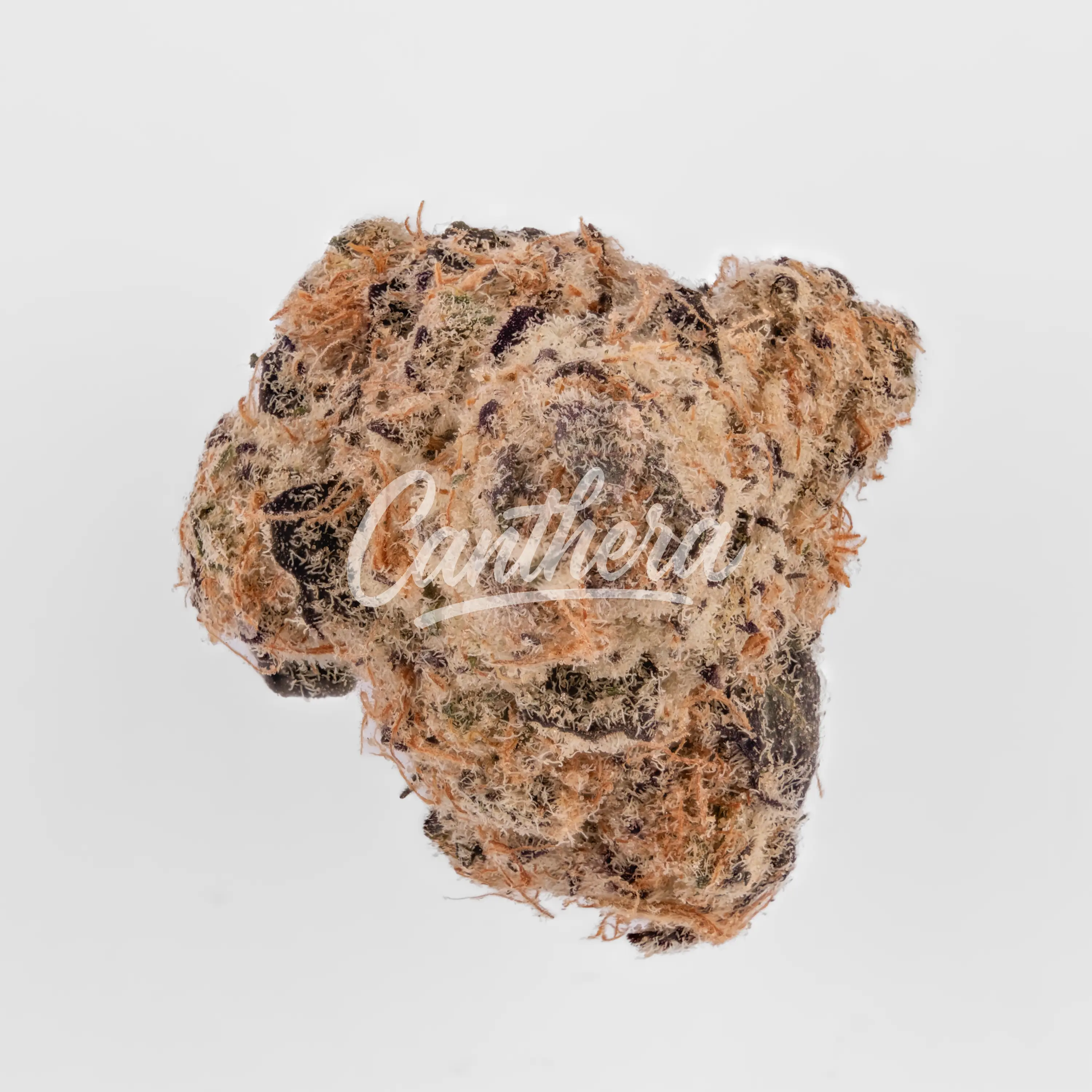 Citizen Labs CR 32/1 - Cali Rain Nahaufnahme einer medizinischen Cannabisblüte