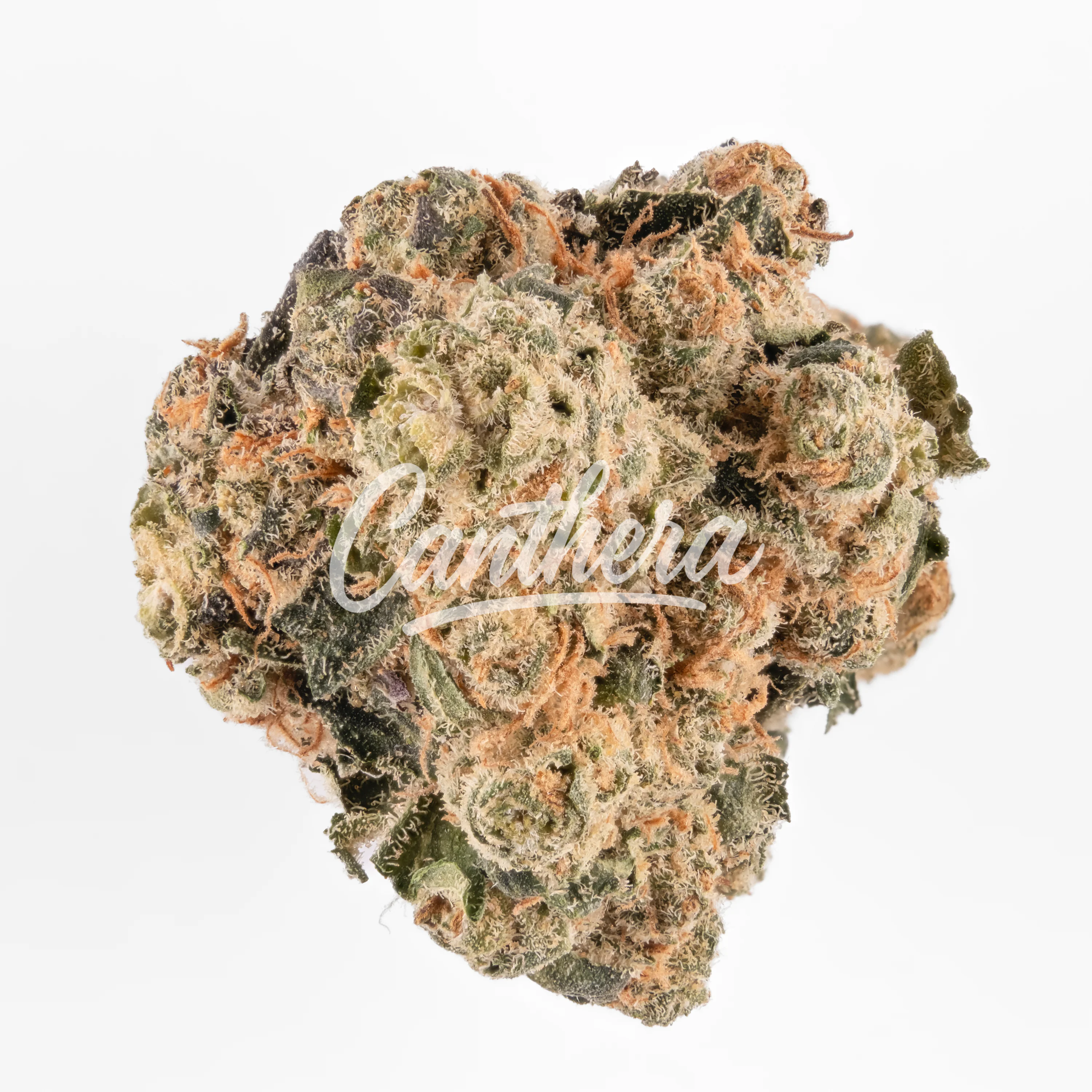 HUALA SCO 25/1 Scoops HUALA SCO 25/1 Scoops