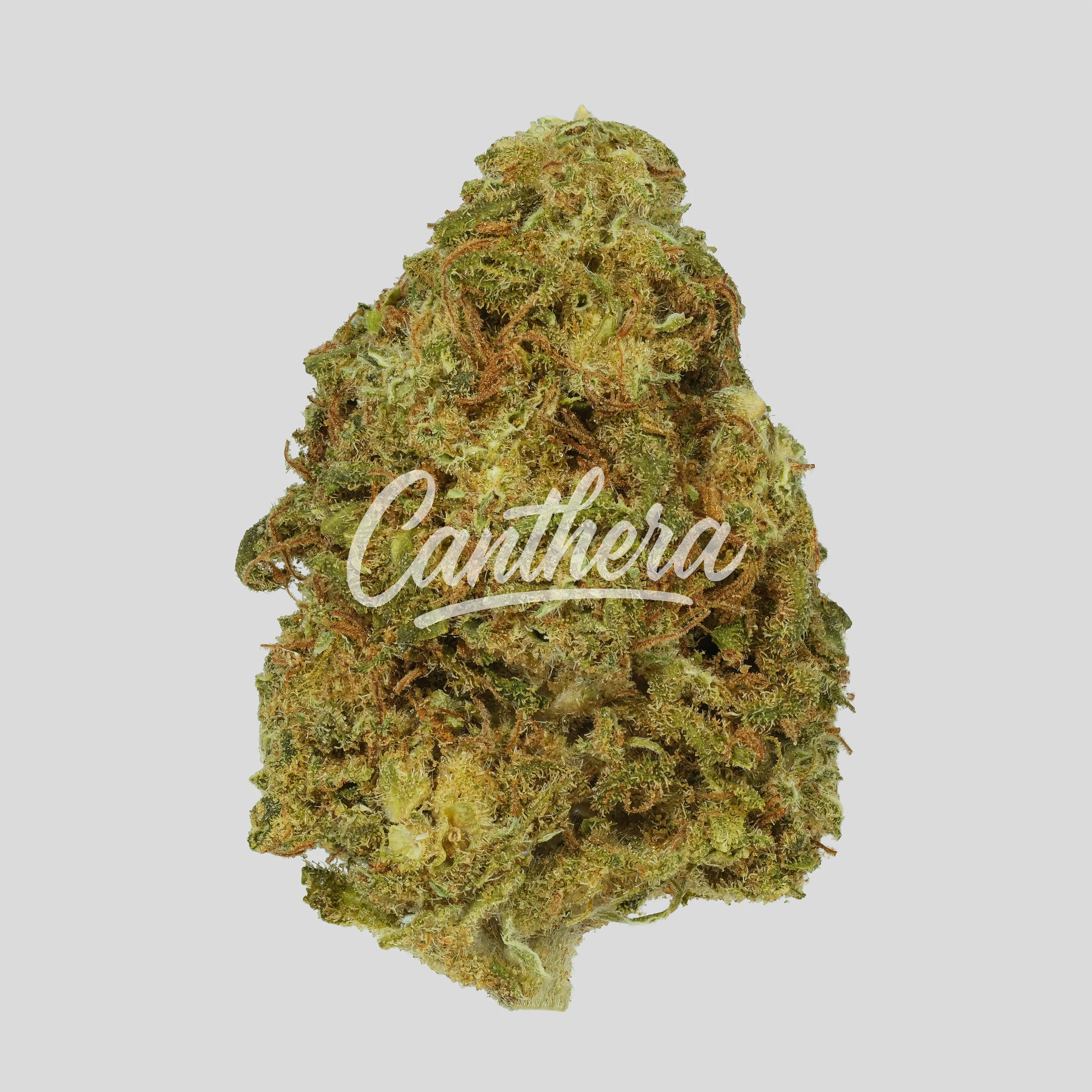 Social Choice! 18/1 MCP GMO Social Choice! 18/1 MCP GMO