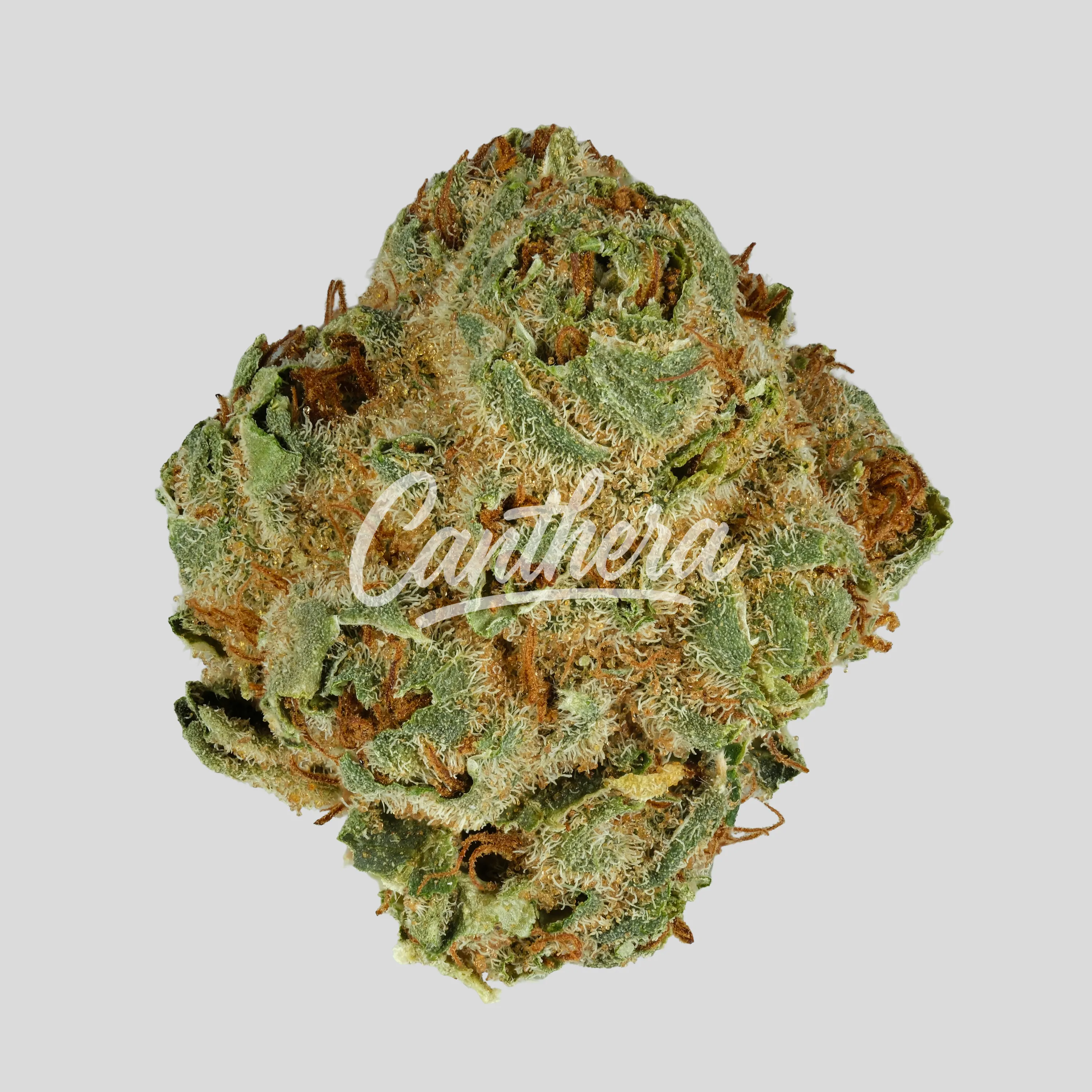Cannamedical Sativa forte Duke Cannamedical Sativa forte Duke