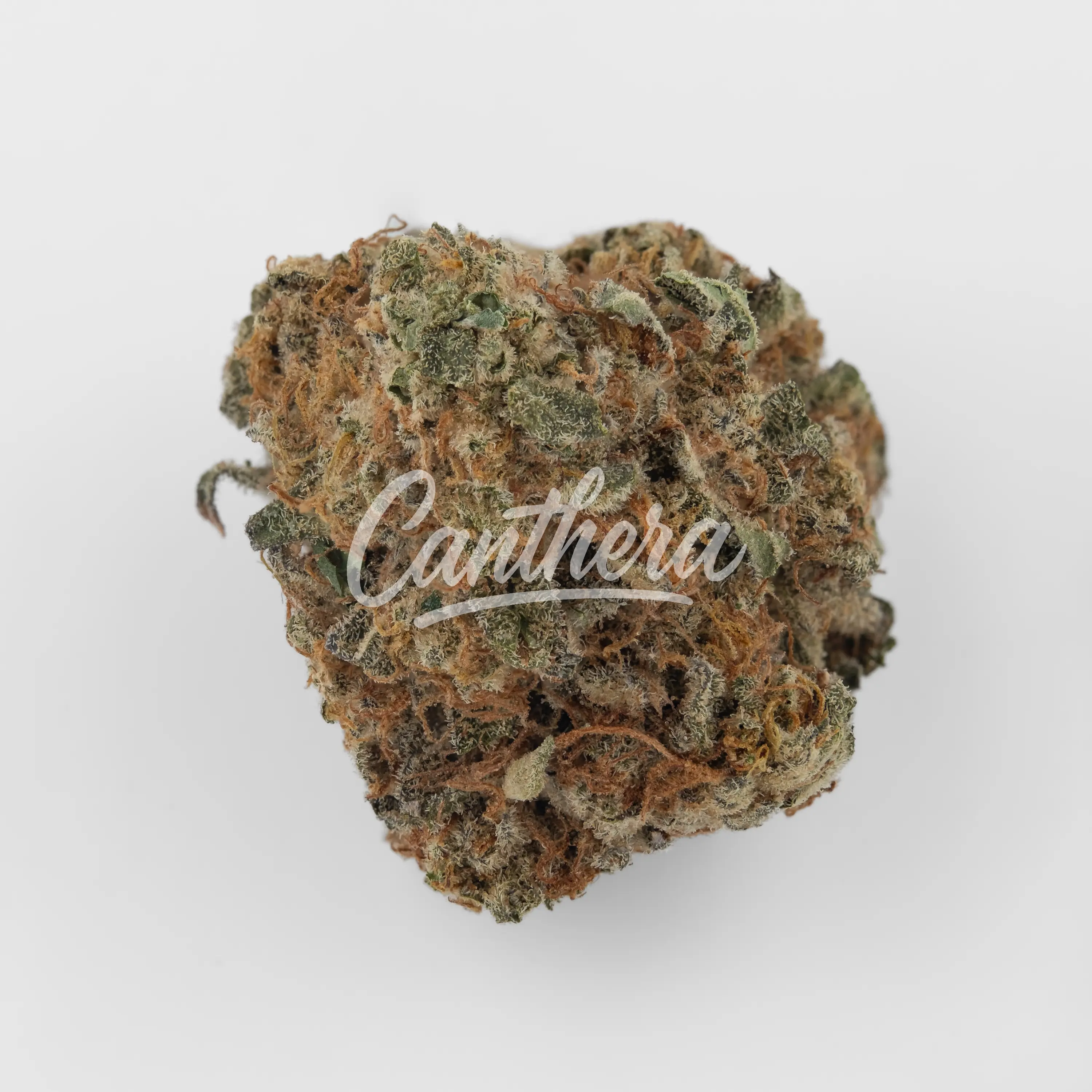 Nahaufnahme einer medizinischen Cannabisblüte