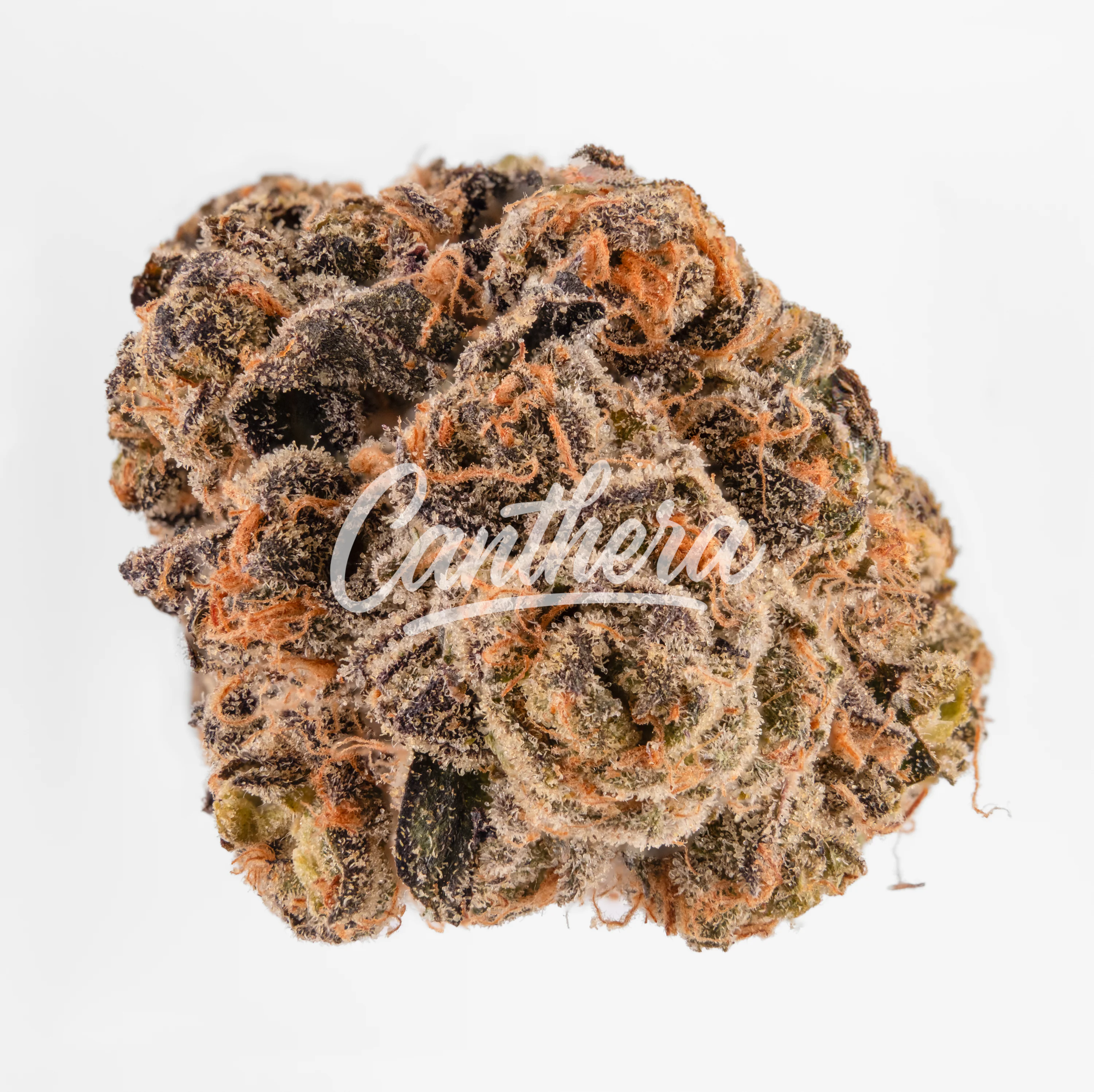 TYSON 2.0 24/1 Exodus TYSON 2.0 24/1 Exodus