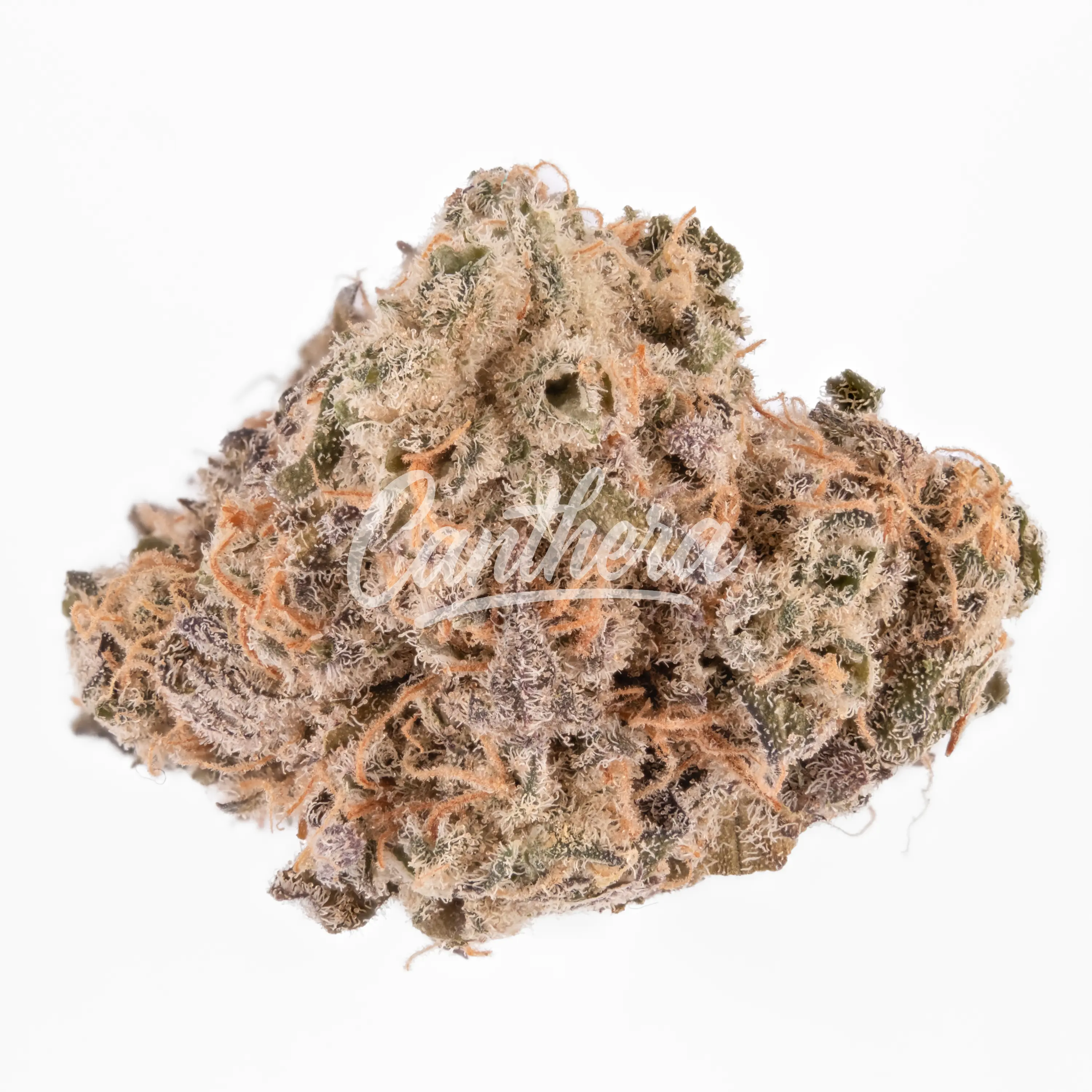 J.R. Strain GT 25/1 - Garlic Truffle