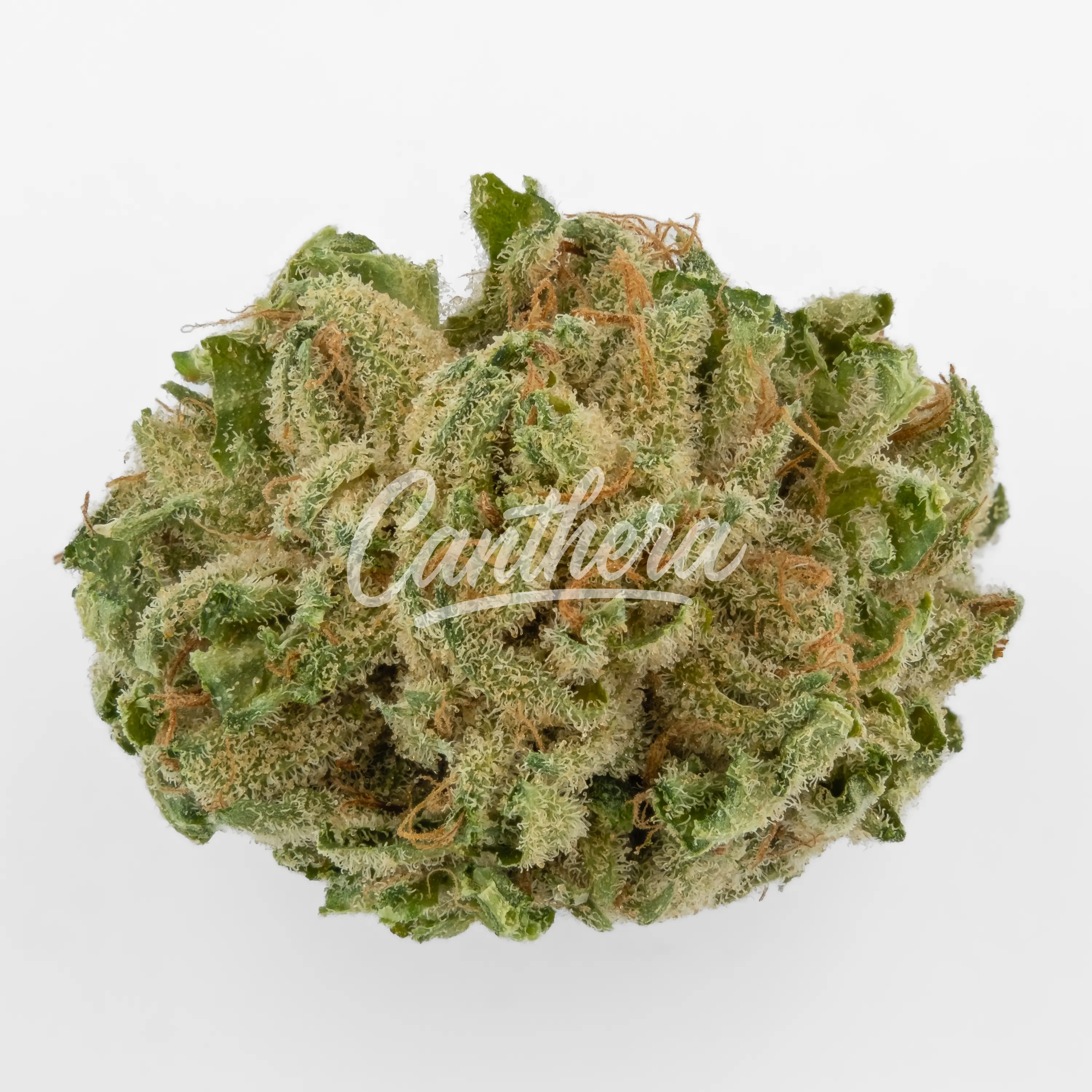 Tilray THC 18 Spotlight Porto - Rockstar Tilray THC 18 Spotlight Porto - Rockstar