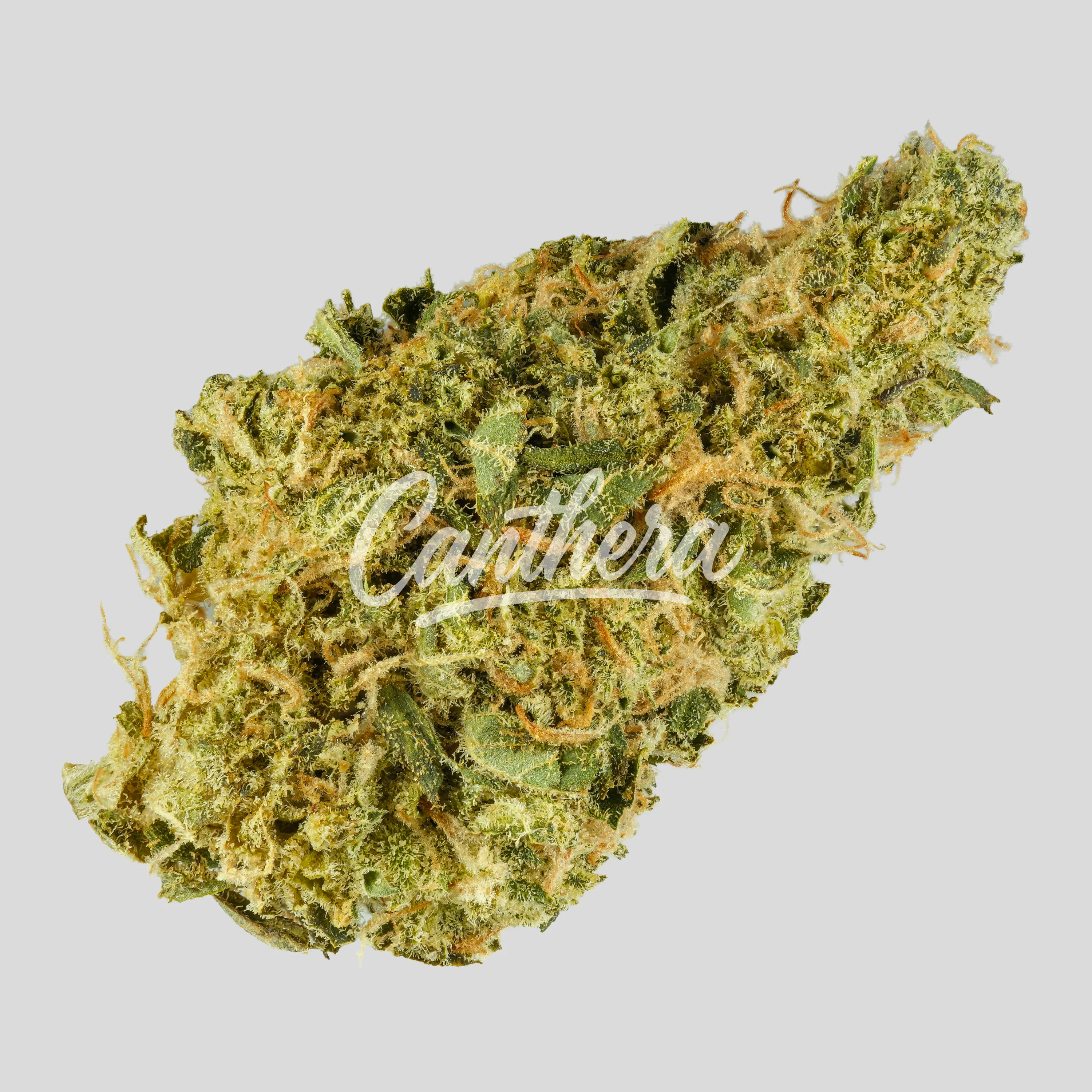 Luana 24/1 APE - Sour Ape