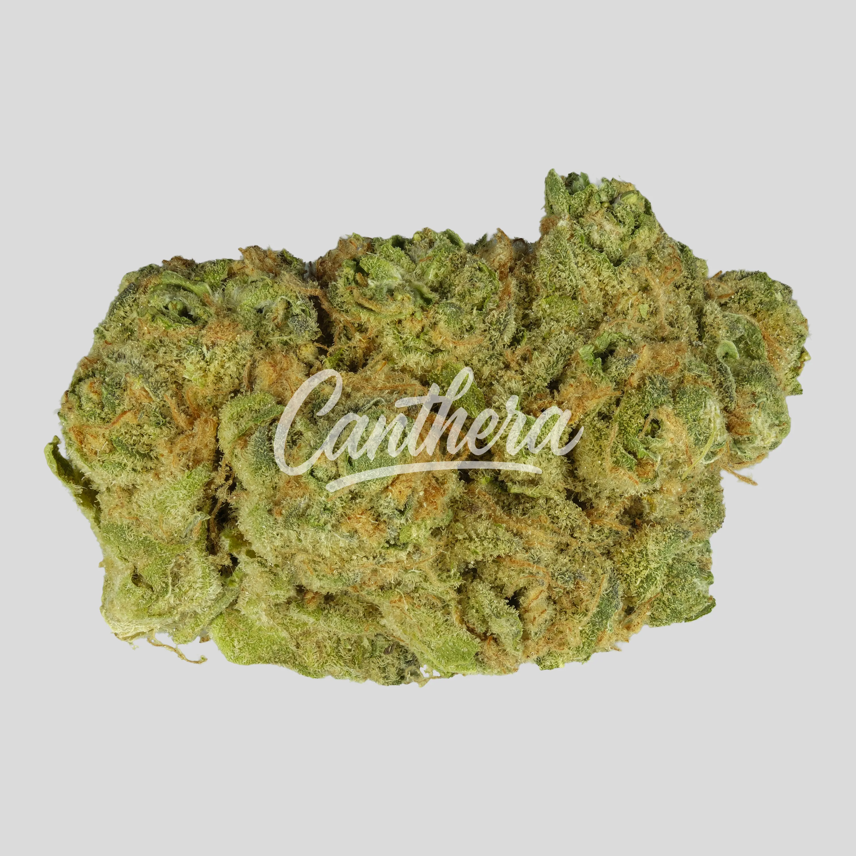 Medical Saints 24/1 HUB - Huckleberry