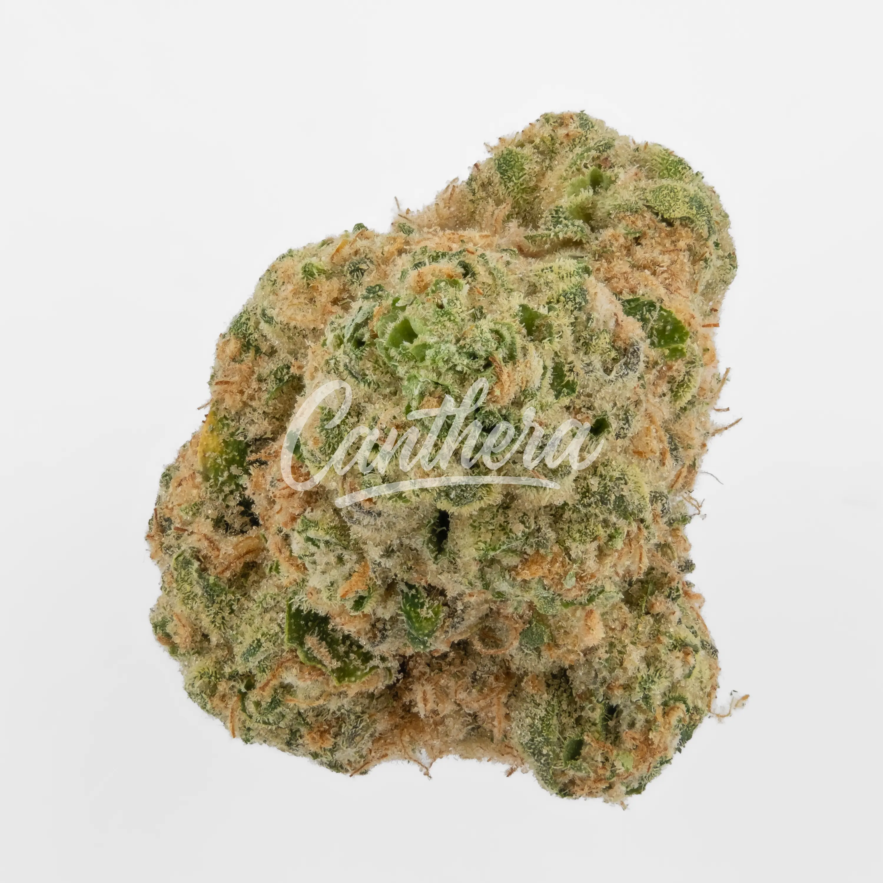 Pedanios 31/1 COS-CA - Cosmic Cream Nahaufnahme einer medizinischen Cannabisblüte