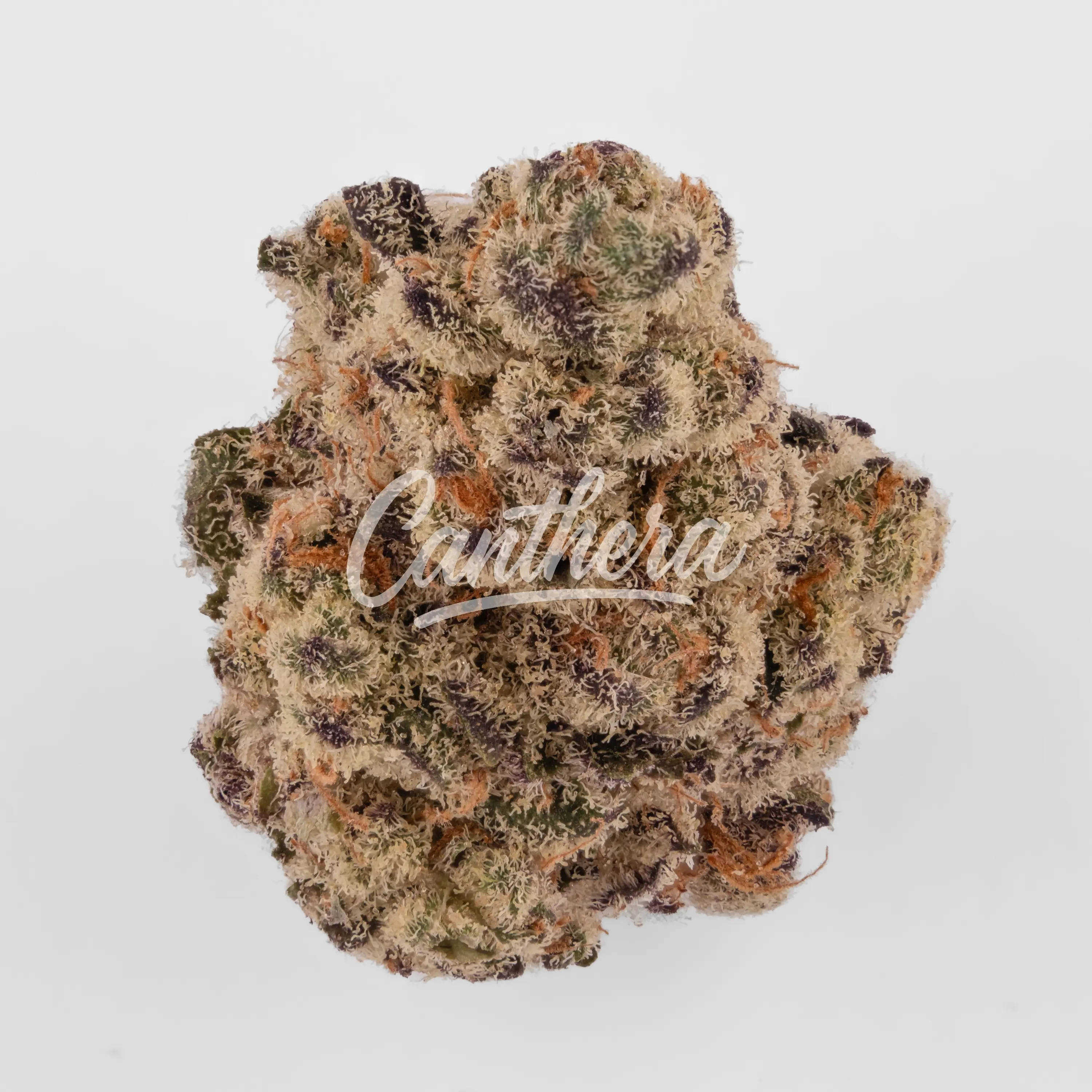 Nahaufnahme einer medizinischen Cannabisblüte