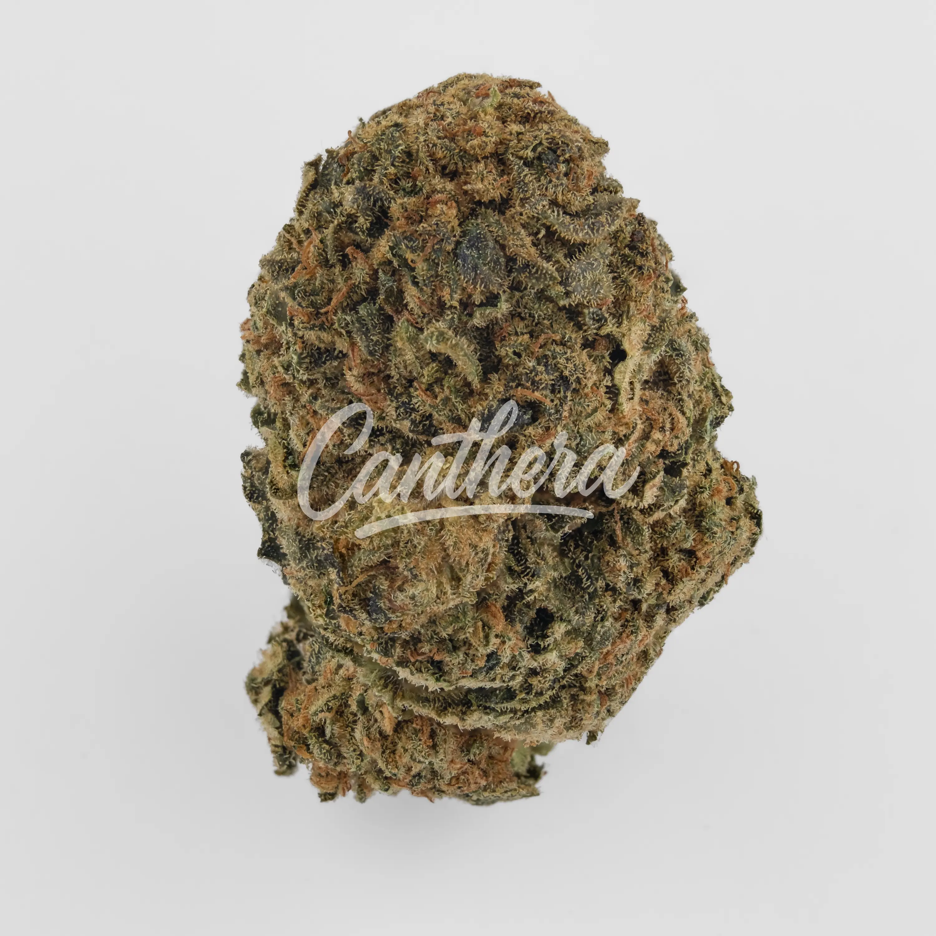 IMC CBD14/C01-GOD BUD Nahaufnahme einer medizinischen Cannabisblüte