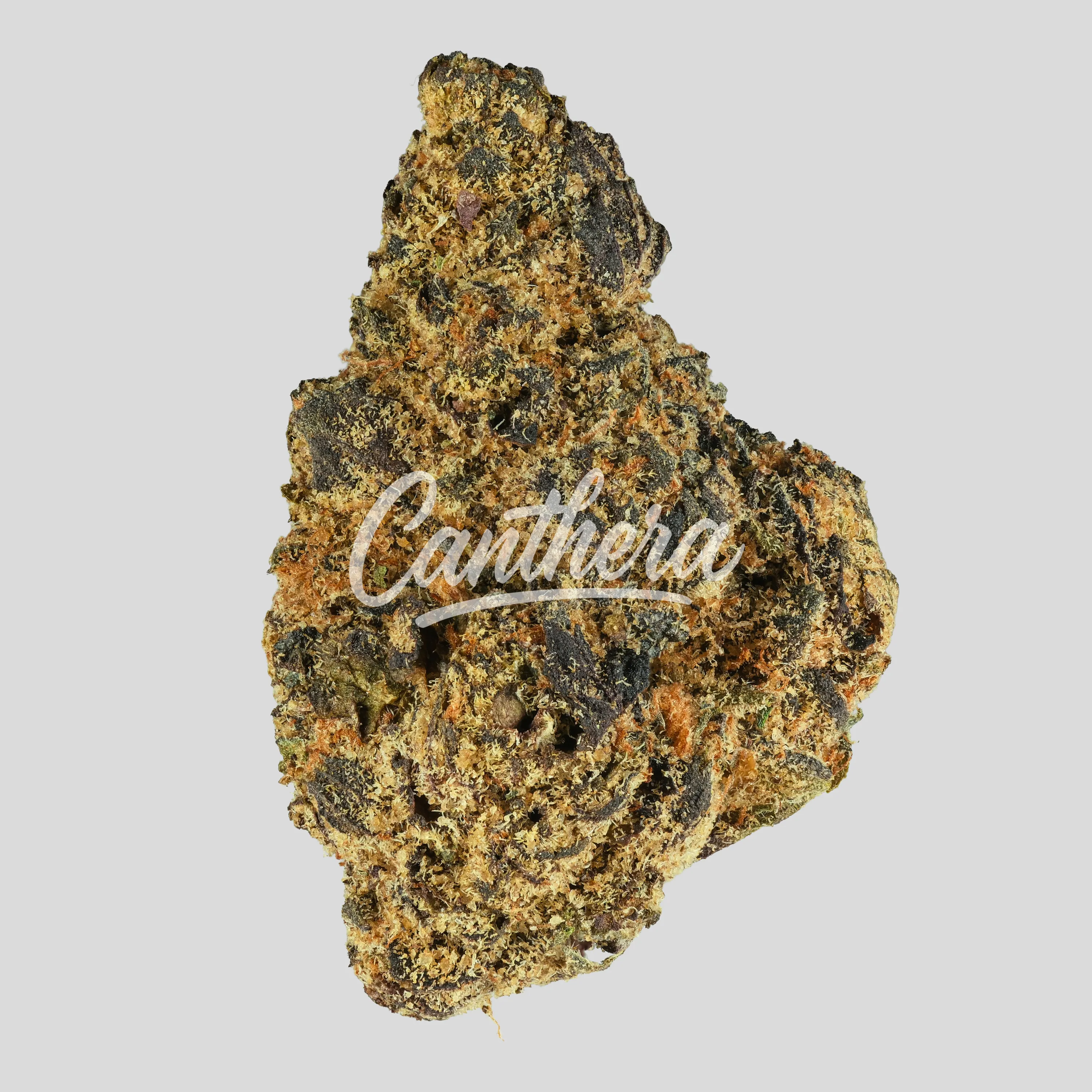 Vasco PR PT - Pave Runtz