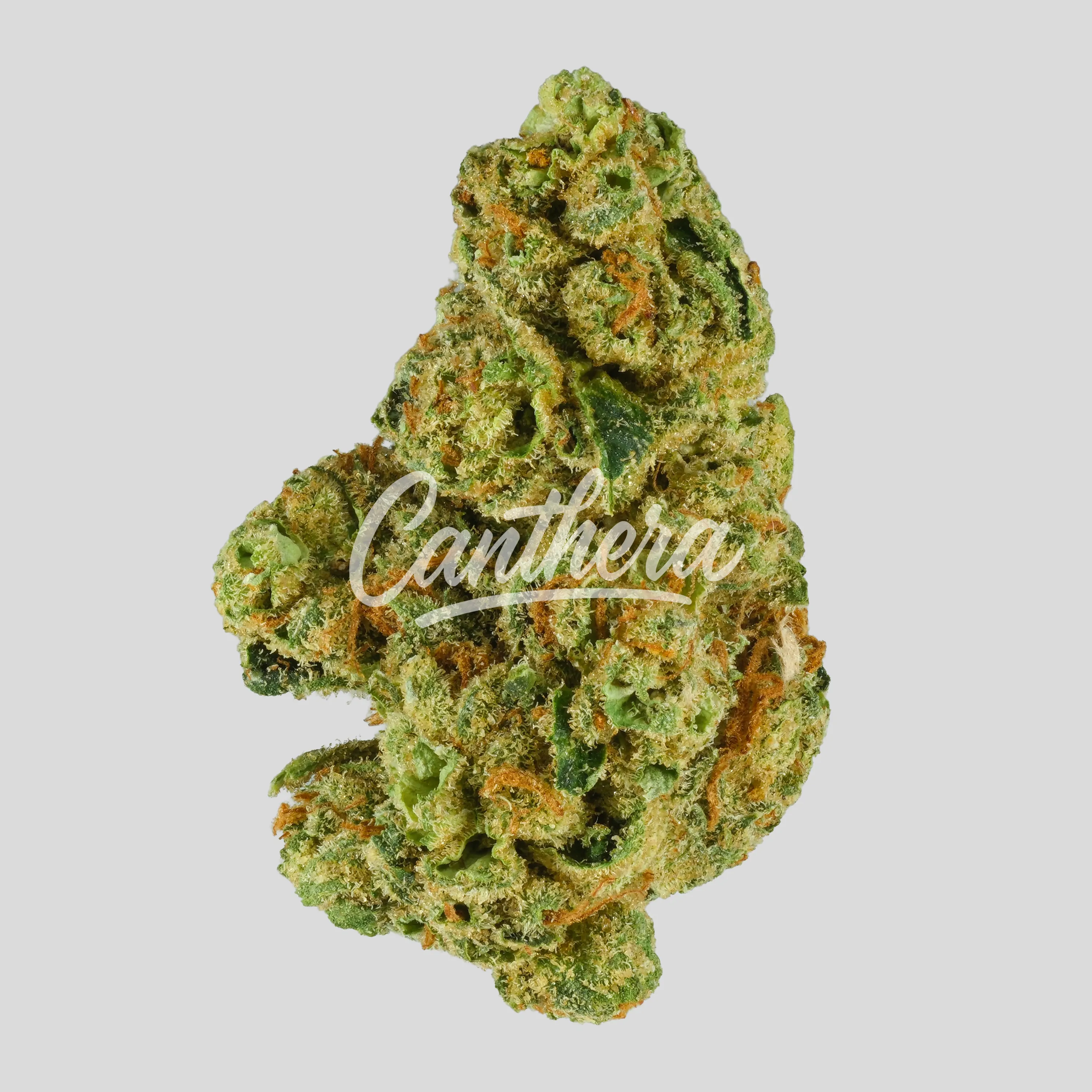 Daily Special 21/1 LEM - Lemonatti