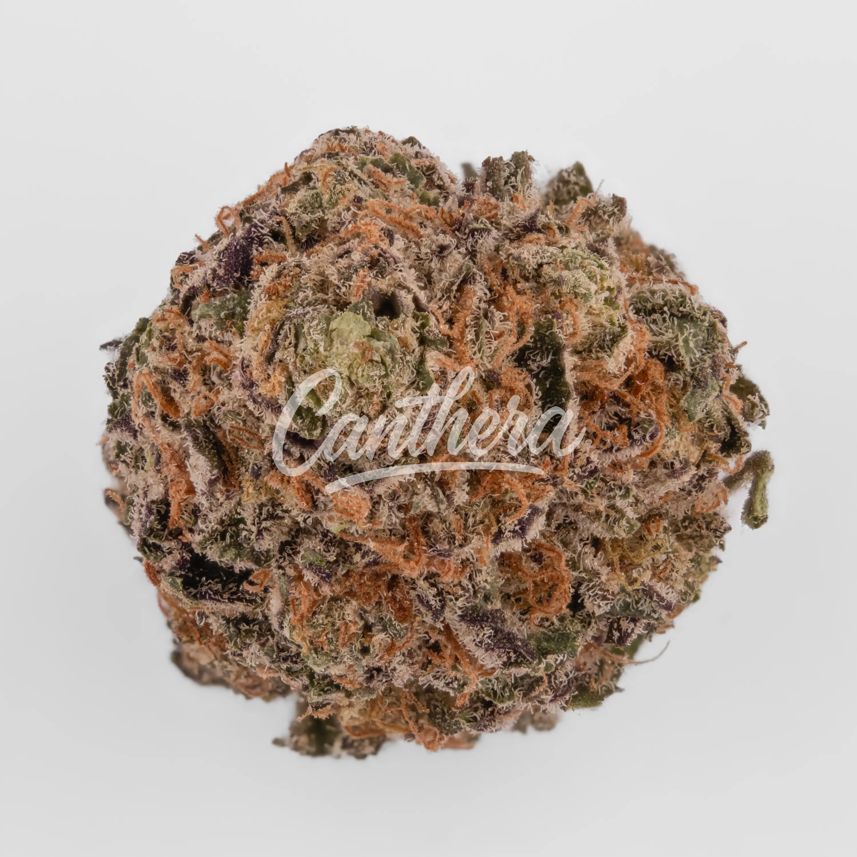 Cannamedical Indica Ultra AU - El Jefe Nahaufnahme einer medizinischen Cannabisblüte