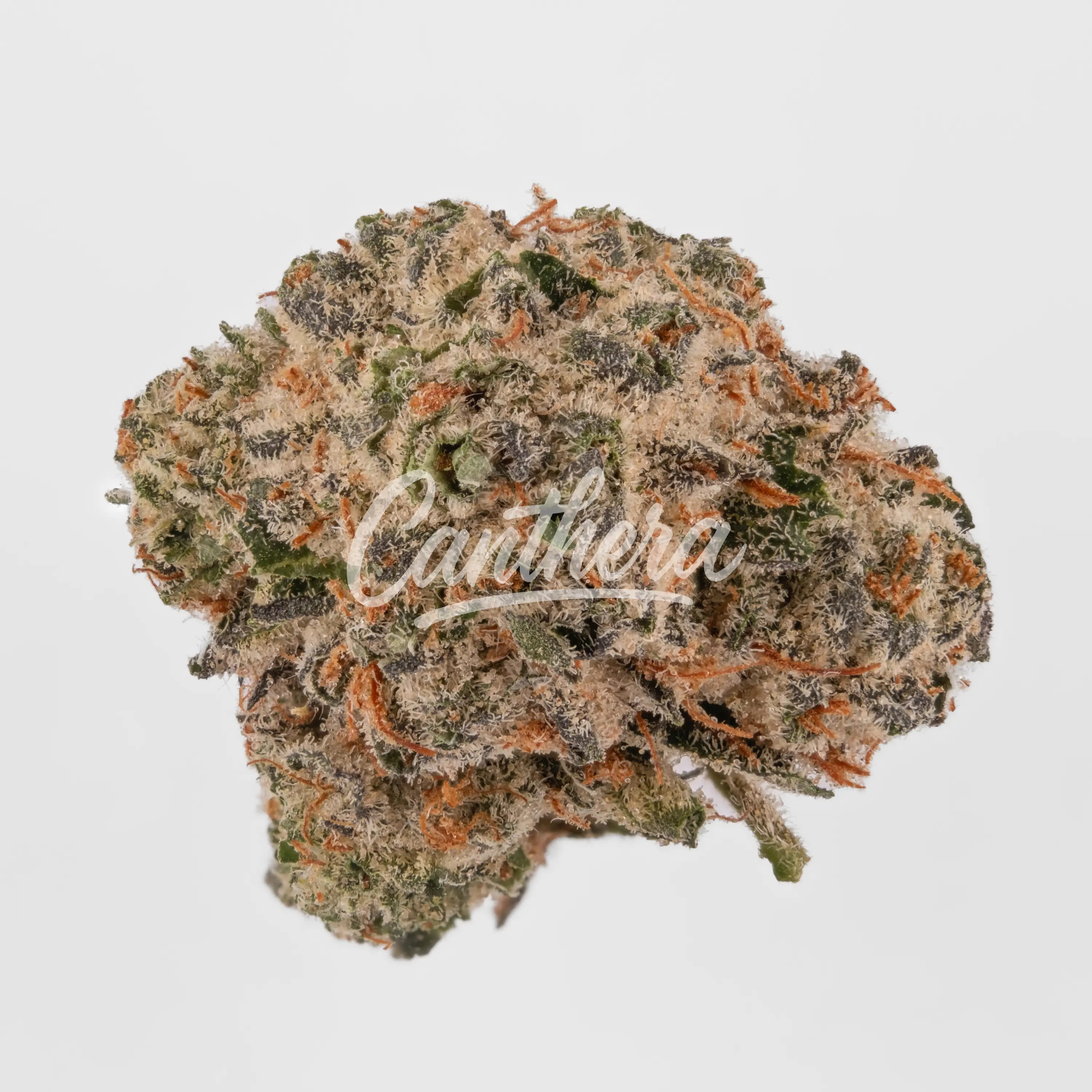 Nahaufnahme einer medizinischen Cannabisblüte