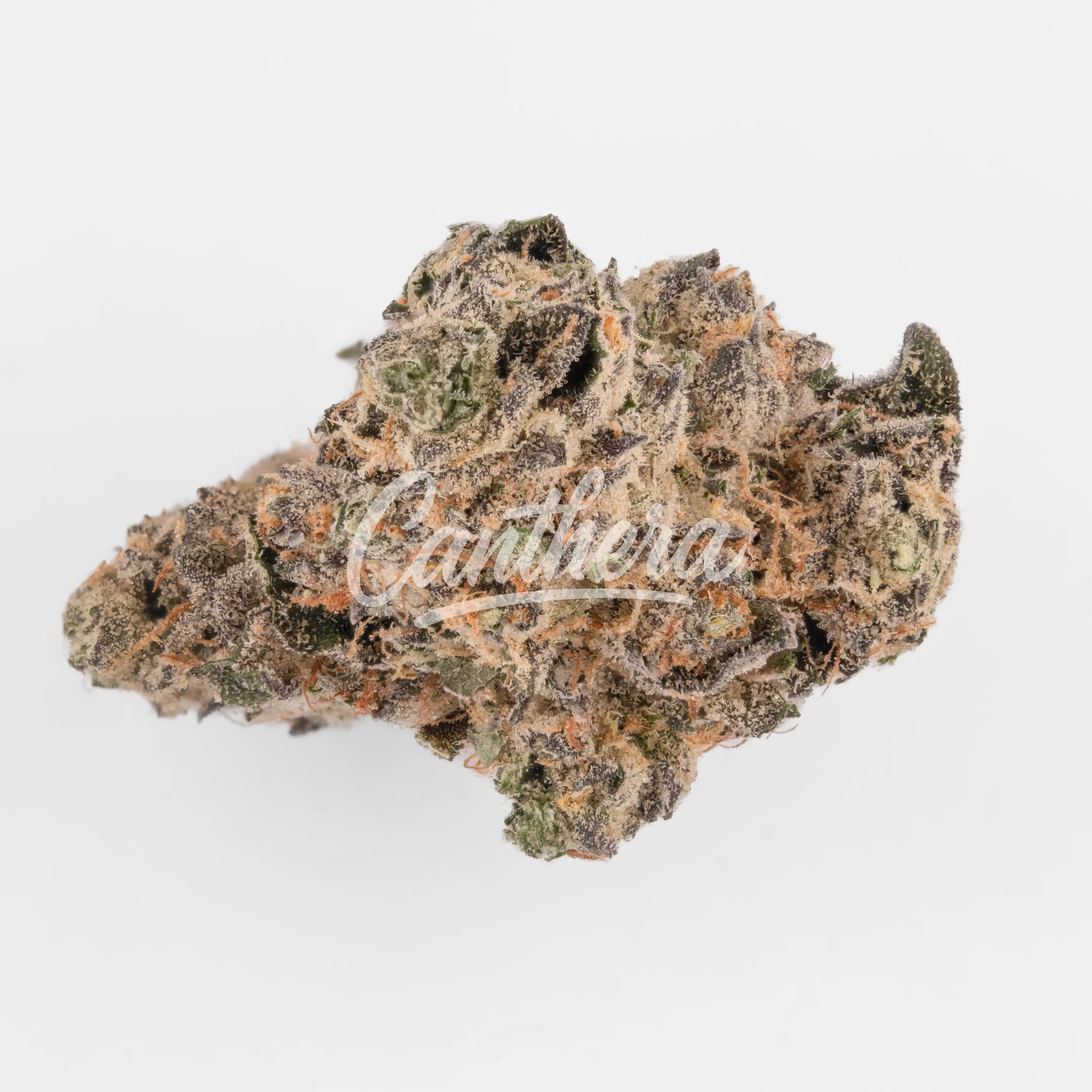 Bathera 28/1 FC - Fine Cookies Nahaufnahme einer medizinischen Cannabisblüte