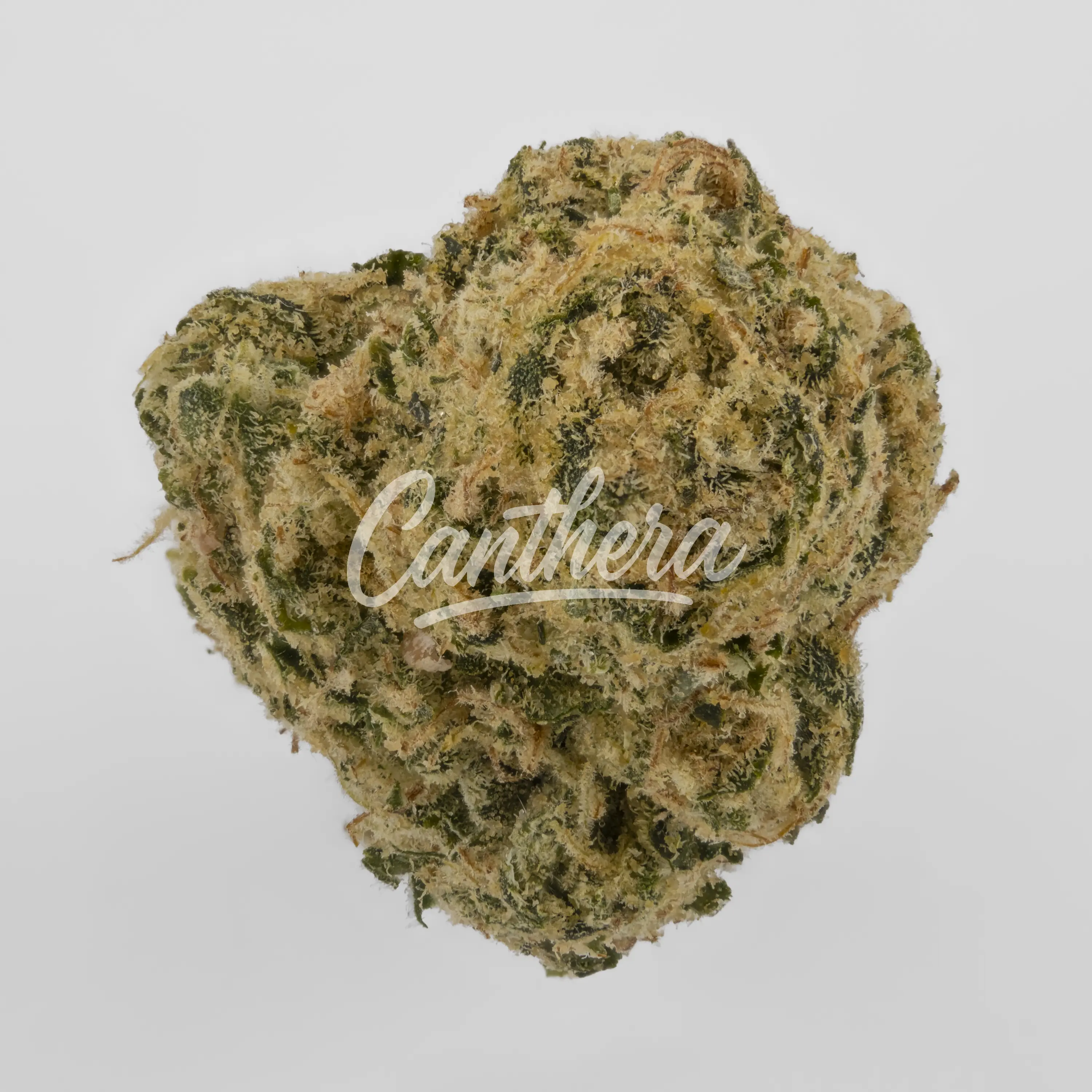 Nahaufnahme einer medizinischen Cannabisblüte