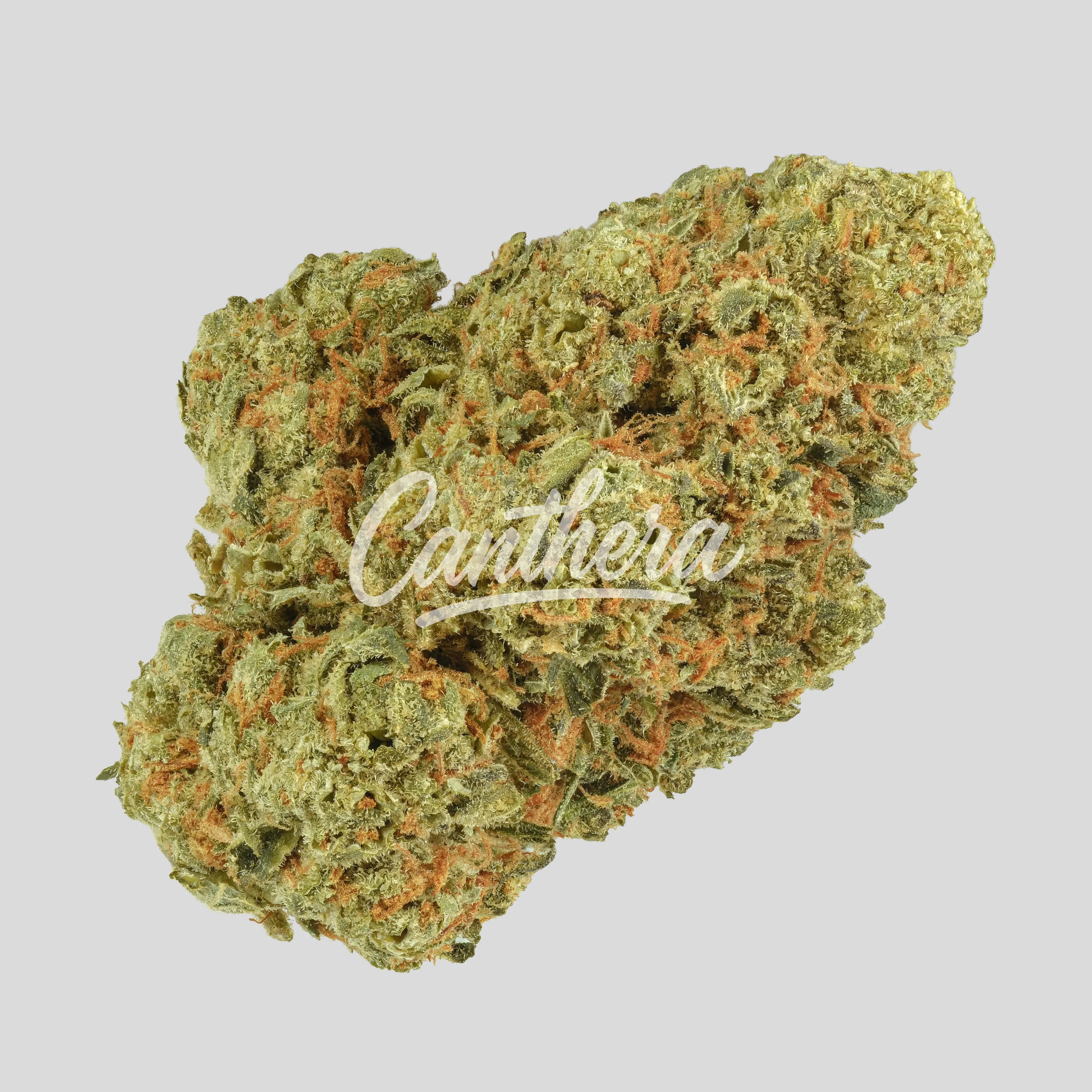 Huala 22/1 CA GBG - Grape Burger