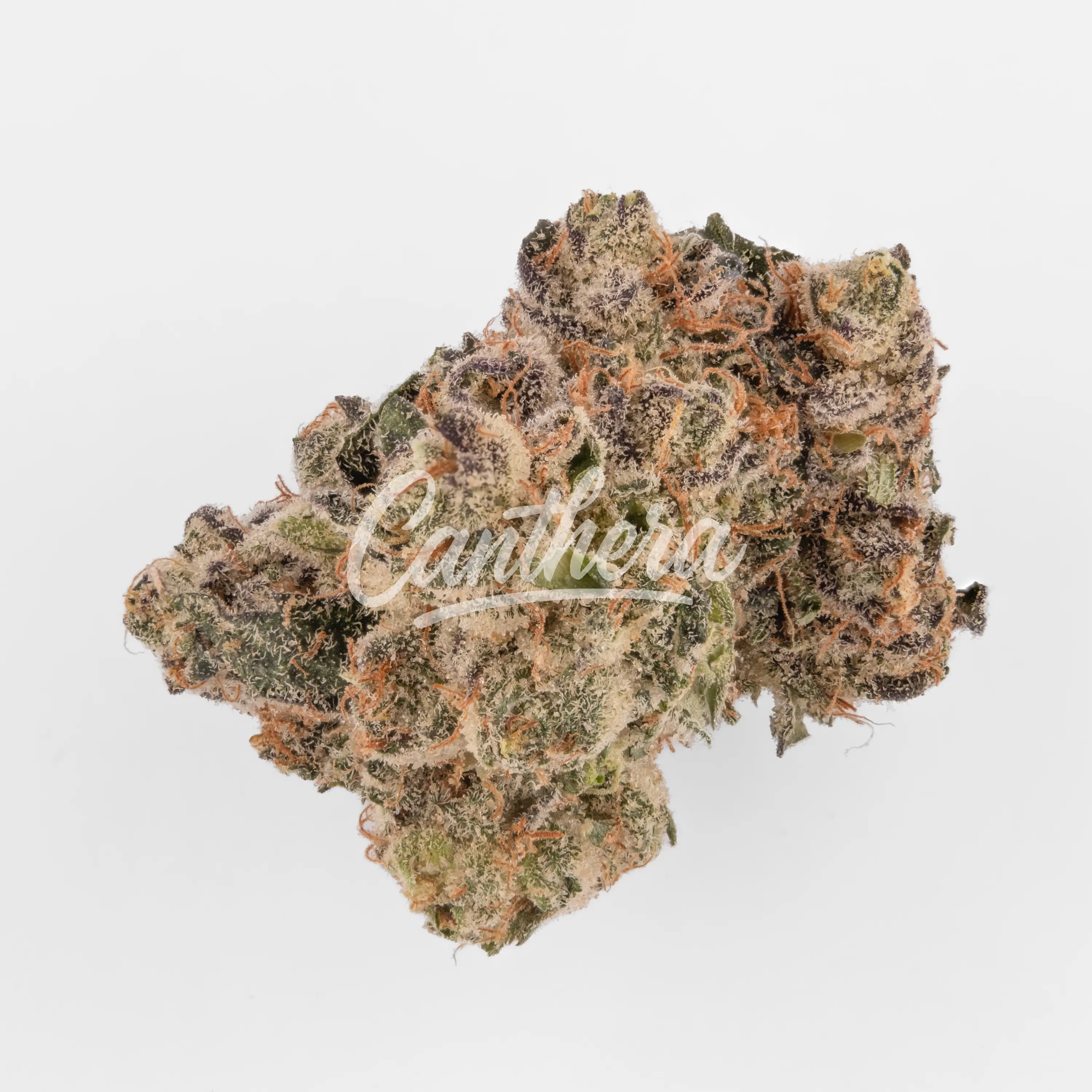 Nahaufnahme einer medizinischen Cannabisblüte