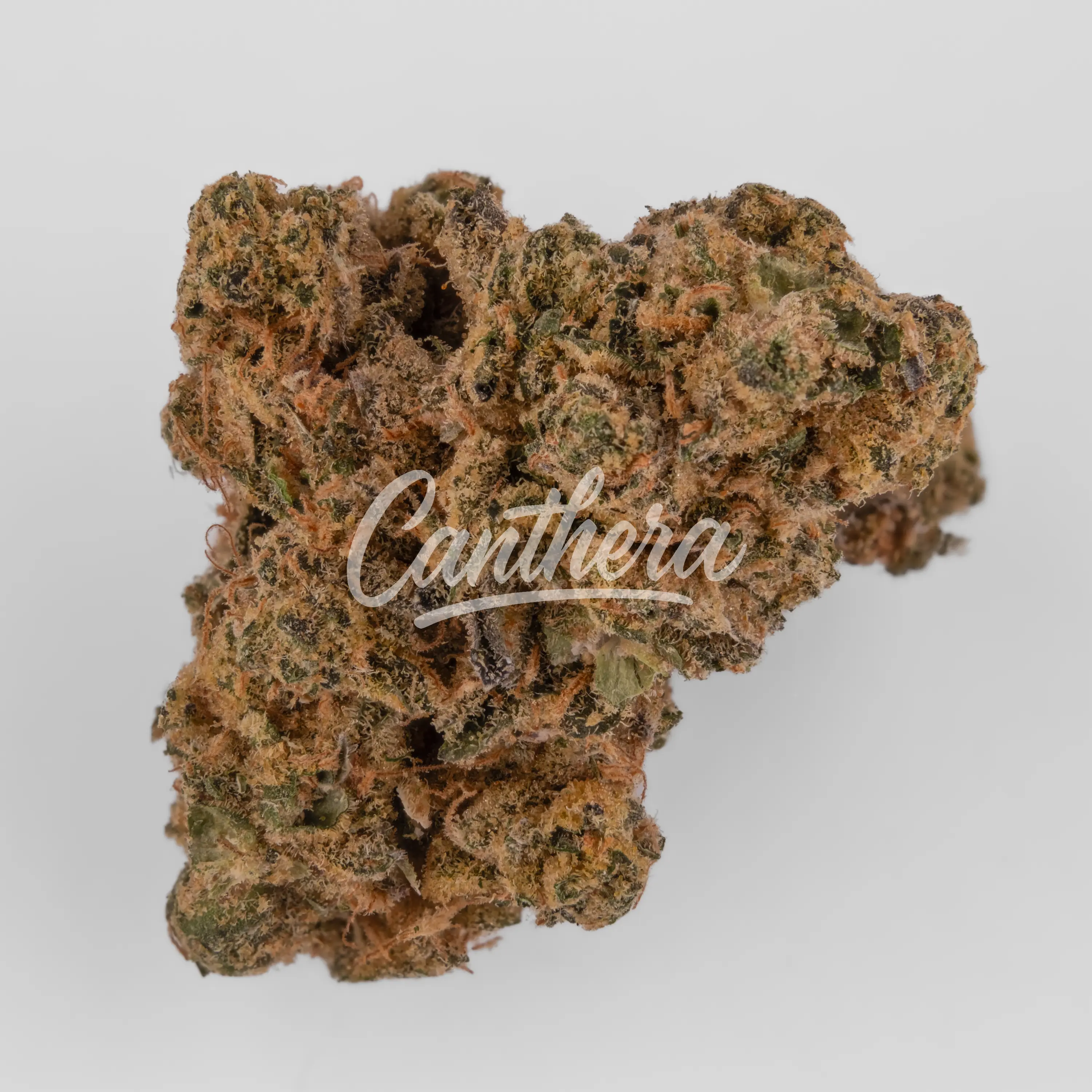 Demecan Regular Drop - Animal Face Cookies Nahaufnahme einer medizinischen Cannabisblüte