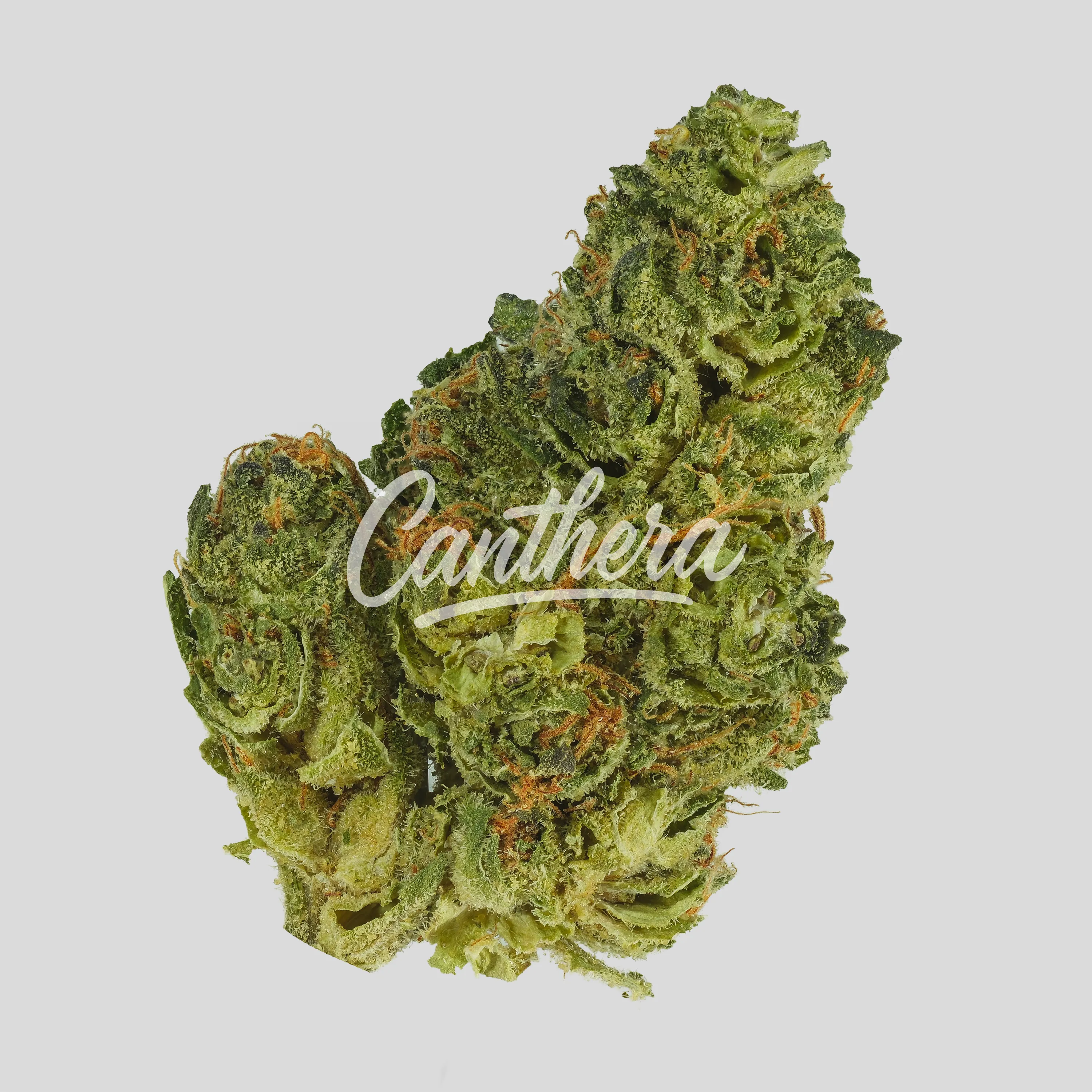 Luana 20/1 - Grape LA